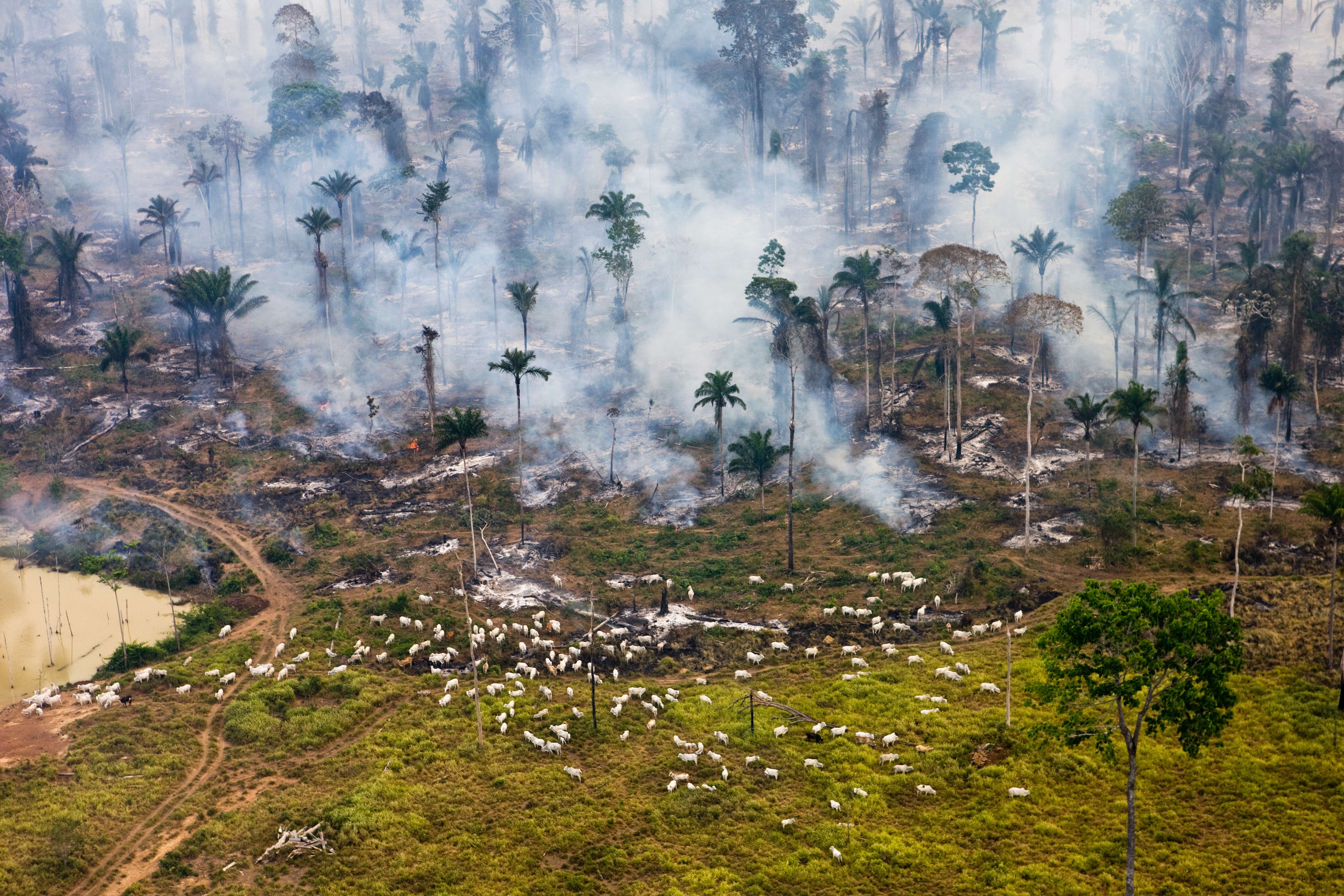 Cattle graze amongst burning Amazon jungle in Brazil. Since 1978, over