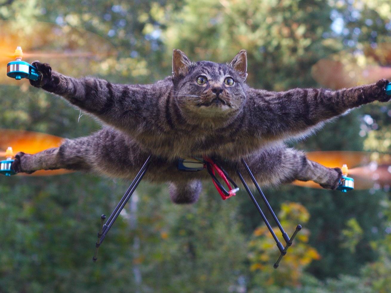 Кошки полетели. Кот летит. Кот квадрокоптер. Квадрокоптер из кота. Летающий котик.