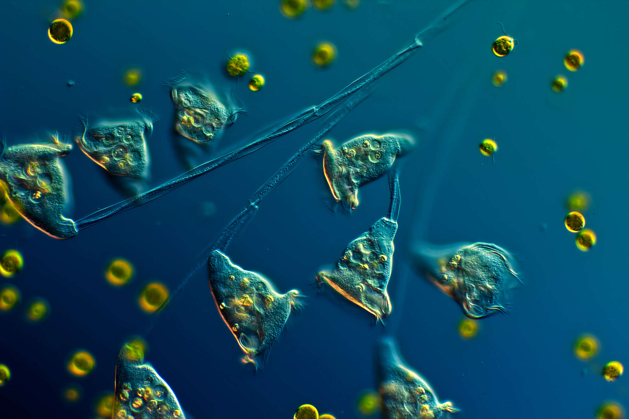 Фитопланктон уровень. Одноклеточные планктонные водоросли. Фитопланктон микрофотографии. Фитопланктон под микроскопом. Фитопланктон в океане.
