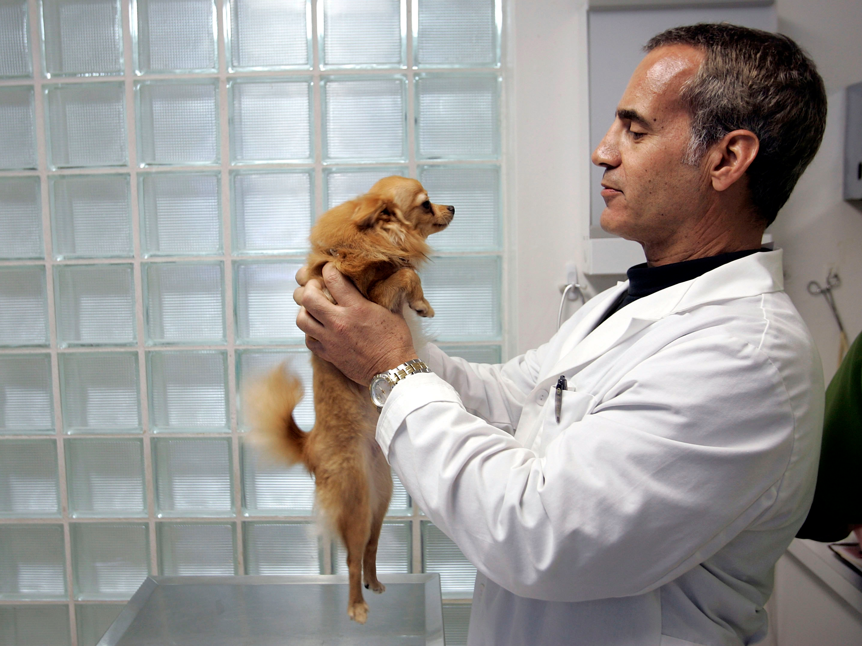 Обследование собак. Ветеринар. Ветеринар с собакой. Ветеринар осматривает собаку. Осмотр собаки у ветеринара.