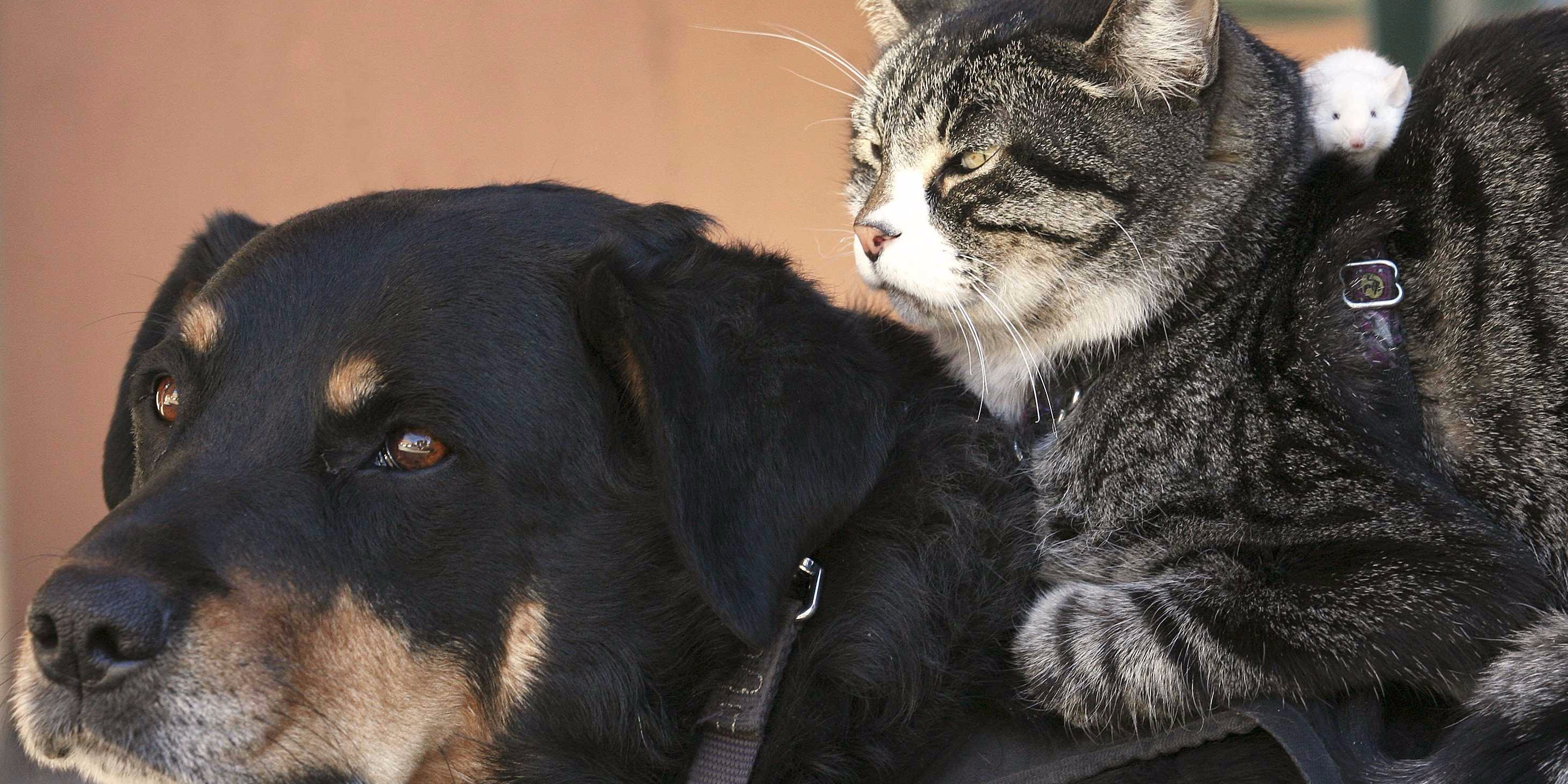 My animal friends. Кошки и собаки. Дружба кота и собаки. Картинки кошек и собак. Кот и собака дружат.