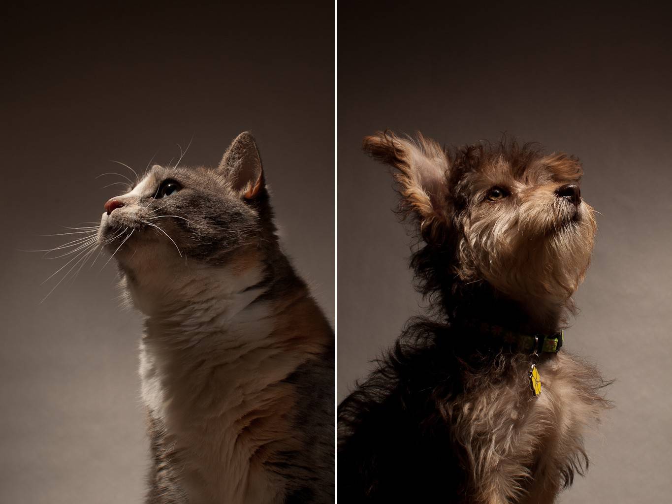 Отличать хорошее. Зрение собак и кошек. Кошки с хорошим зрением. Как видят мир кошки и собаки. Спектр зрения собаки.