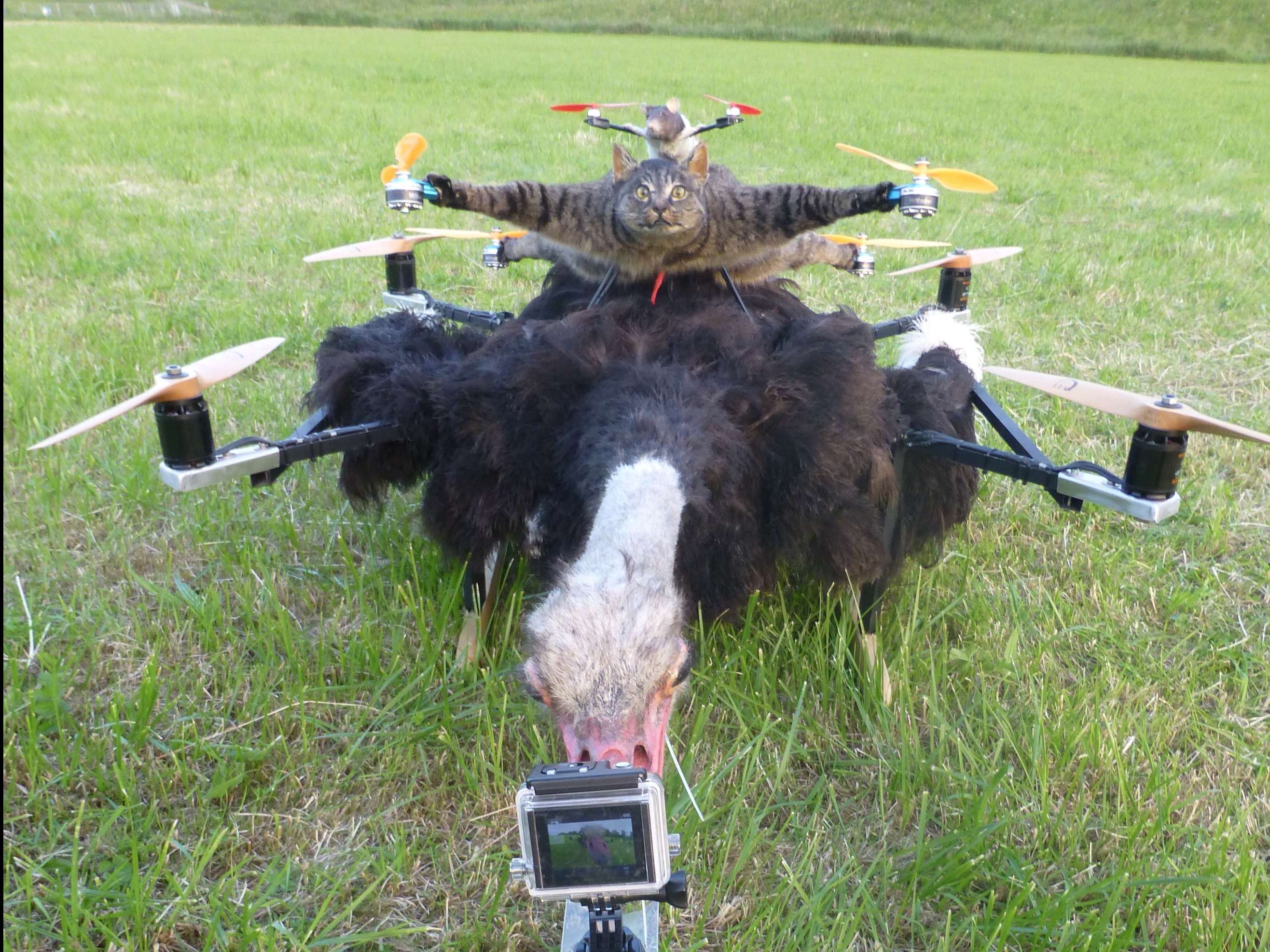 The artist who turned his cat into a drone is building a helicopter out of a cow BusinessInsider