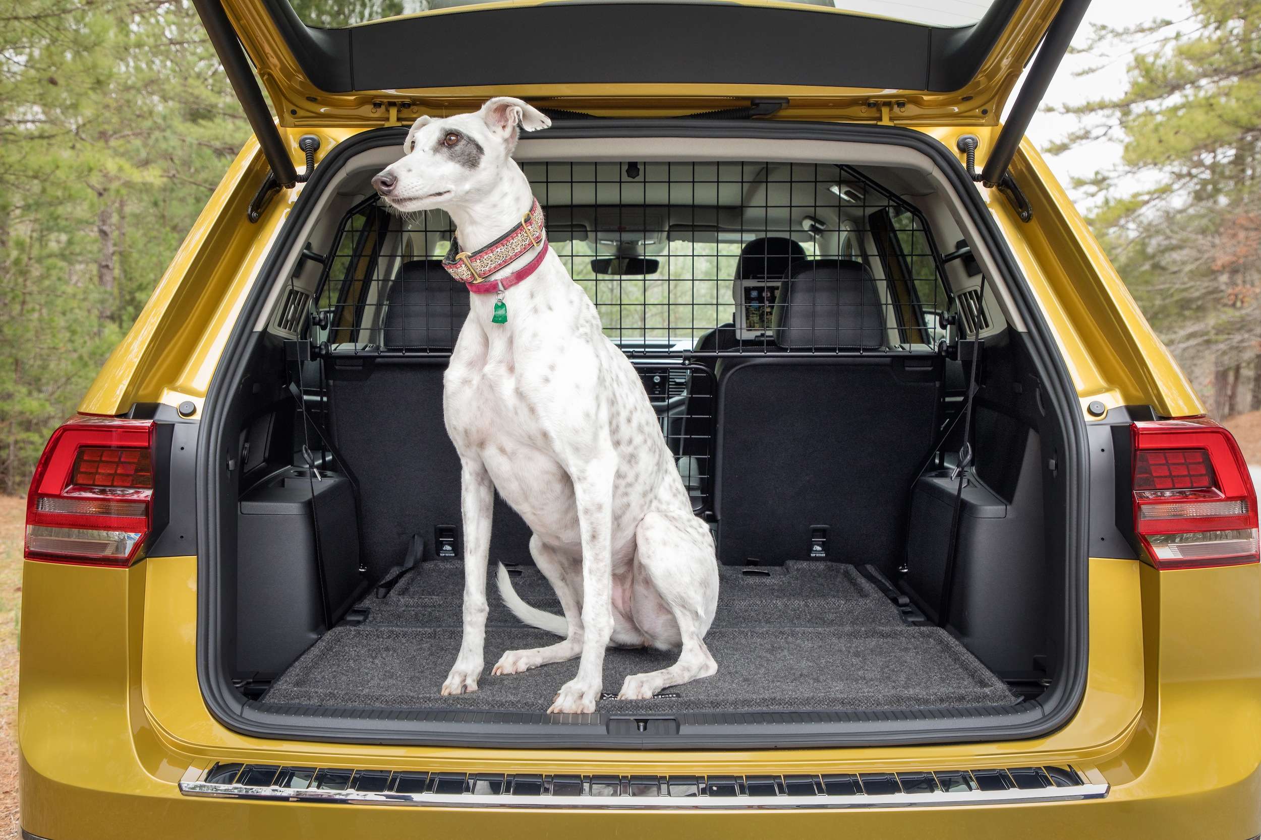 Машинки для собак рейтинг. Volkswagen Atlas багажник. Собака в багажнике. Собака в машине. Багажник авто с собакой.