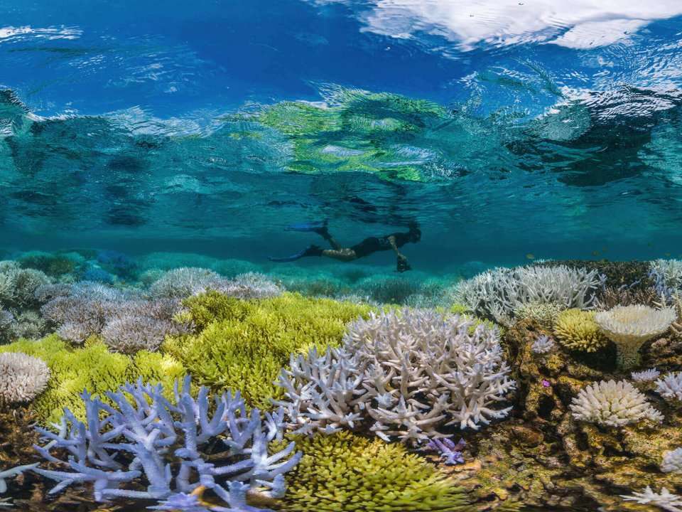 Half of the Great Barrier Reef has died since 2016 - here's what ...