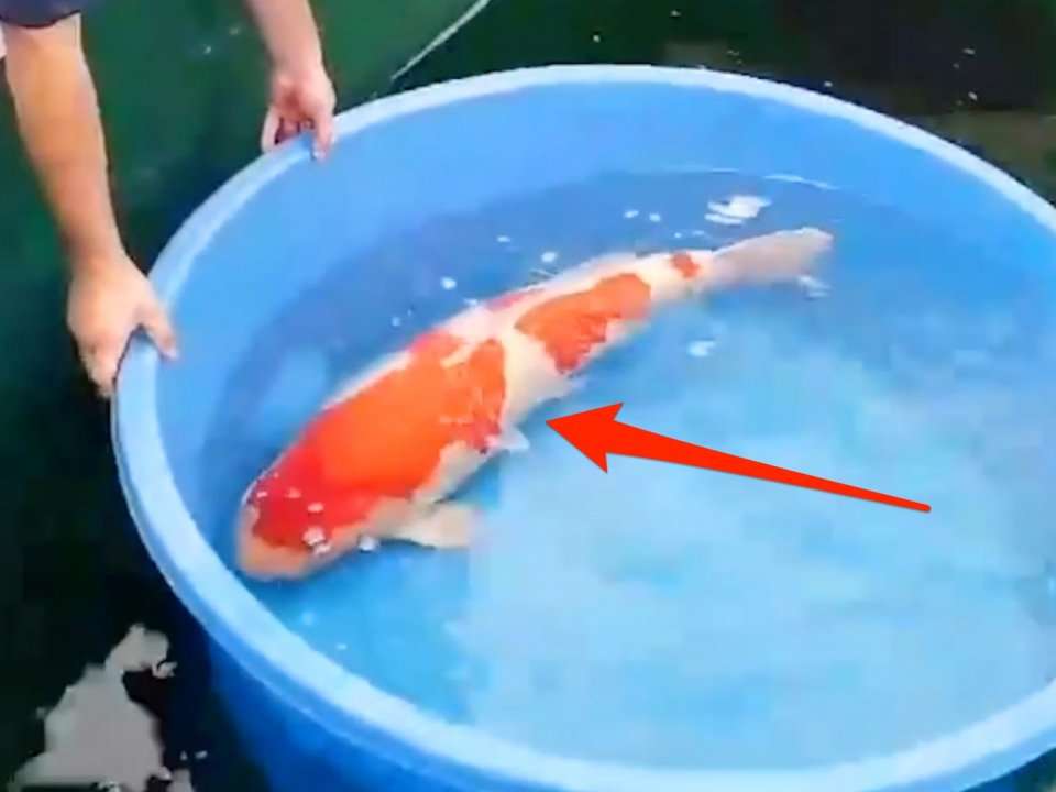 This fish sold for $1.8 million - here's why some koi fish are so