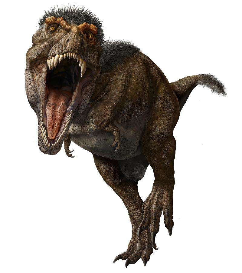 The T. rex rocked a mullet of feathers on its head and neck, and some