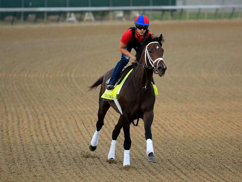 Kentucky Derby 2019: Everything you need to know about the 20 horses racing  in the 'Run for the Roses' | BusinessInsider India