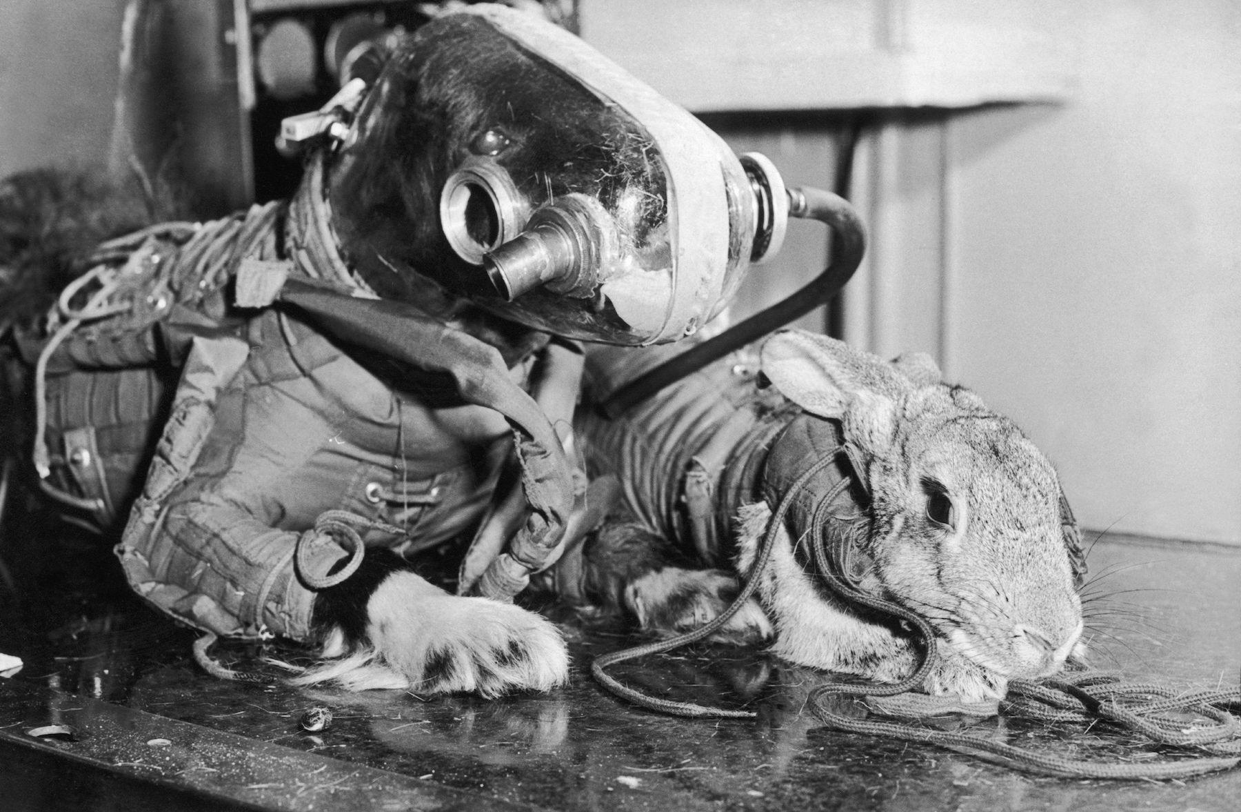 A dog sent to die and tortoises that flew around the moon: These are the  most famous, bizarre, and important animals that have been sent to space |  BusinessInsider India