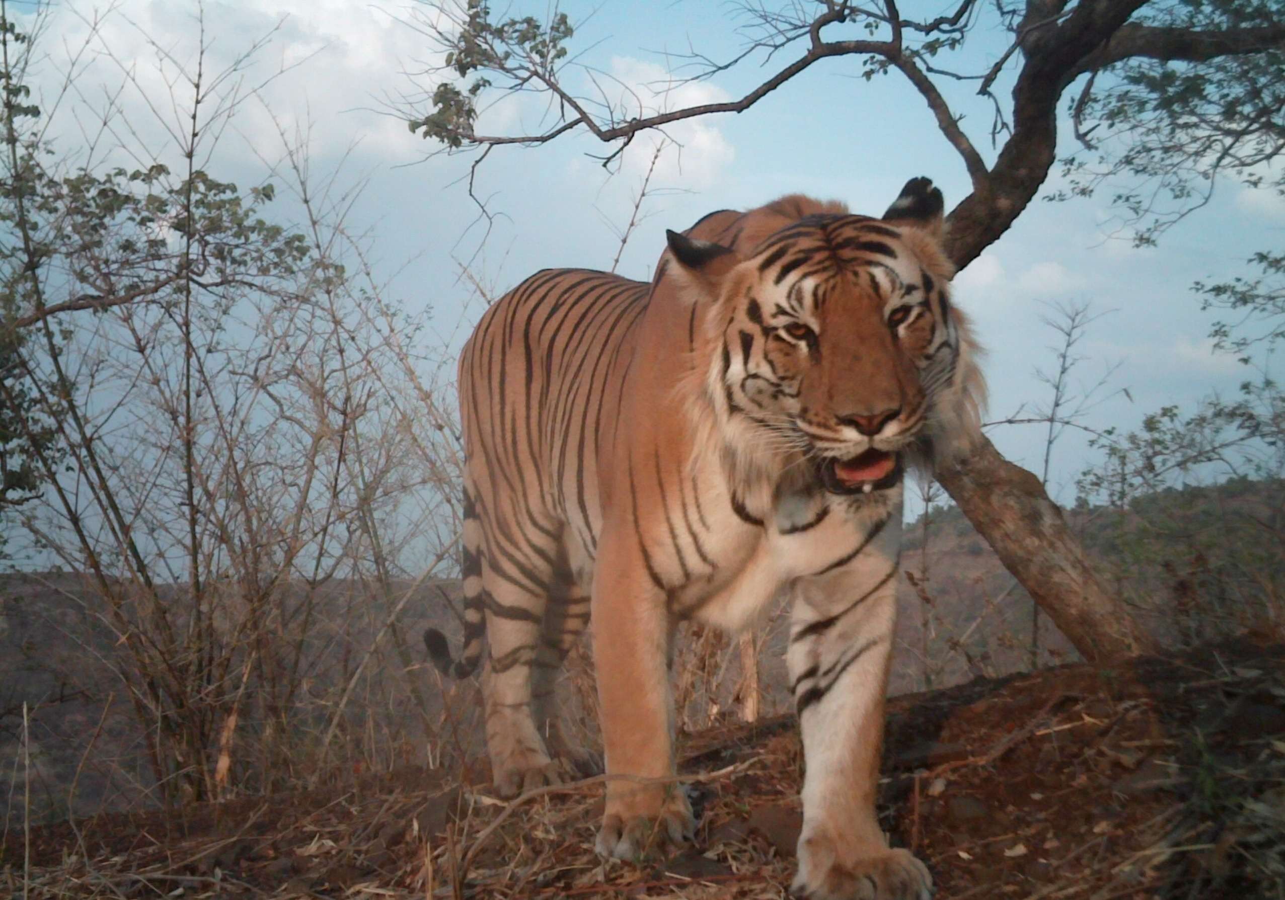 Jungles near Tiger Capital of India, Nagpur, Maharashtra - The Live Nagpur
