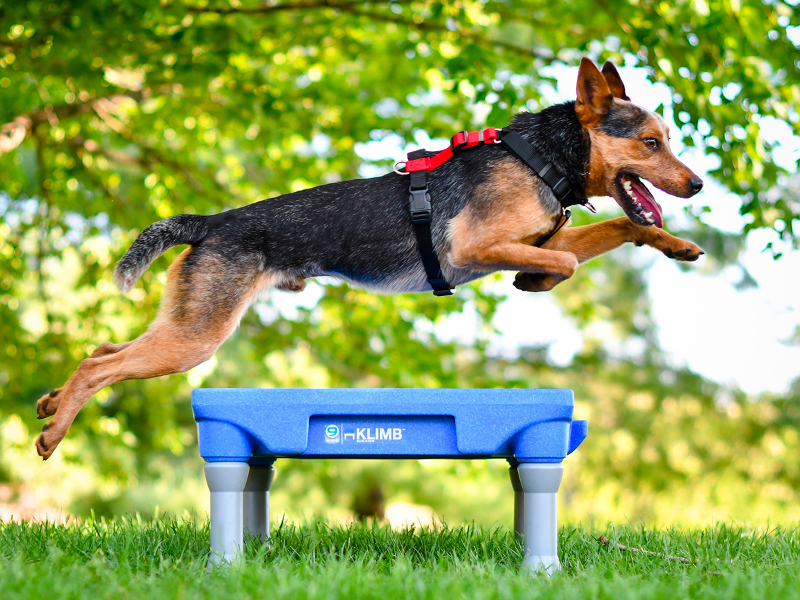 The best dog harnesses, according to professional dog trainers |  BusinessInsider India