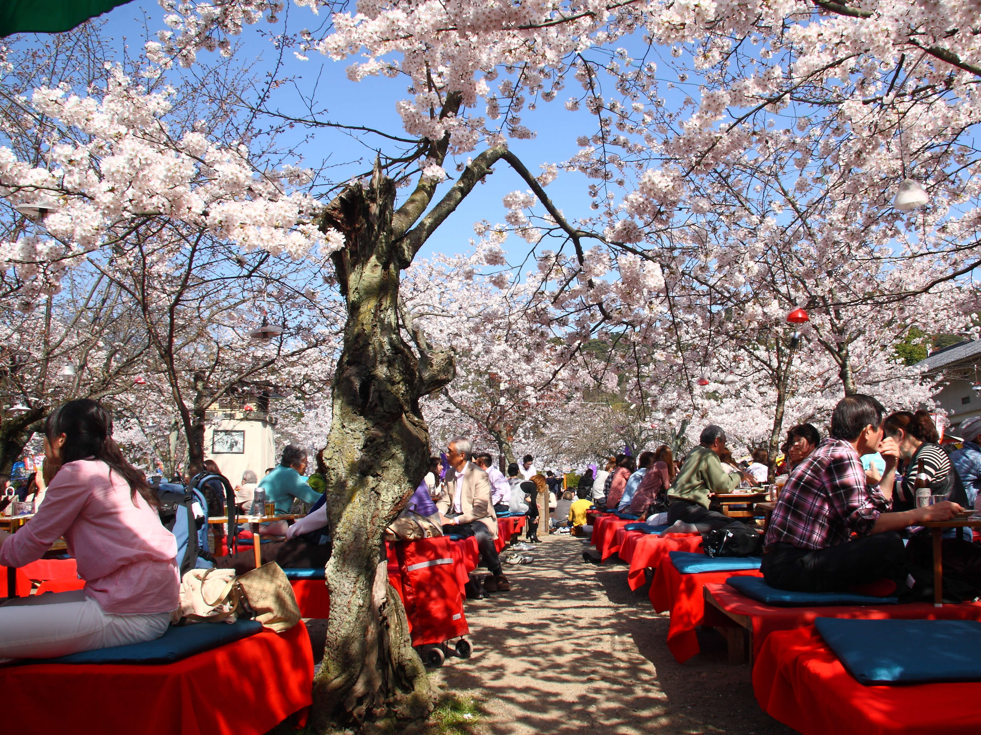 Сакура сейчас. Праздник цветения вишни Сакуры в Японии. Ханами – любование сакурой в Японии. Фестиваль цветения Сакуры в Японии. Ханами праздник цветения Сакуры.