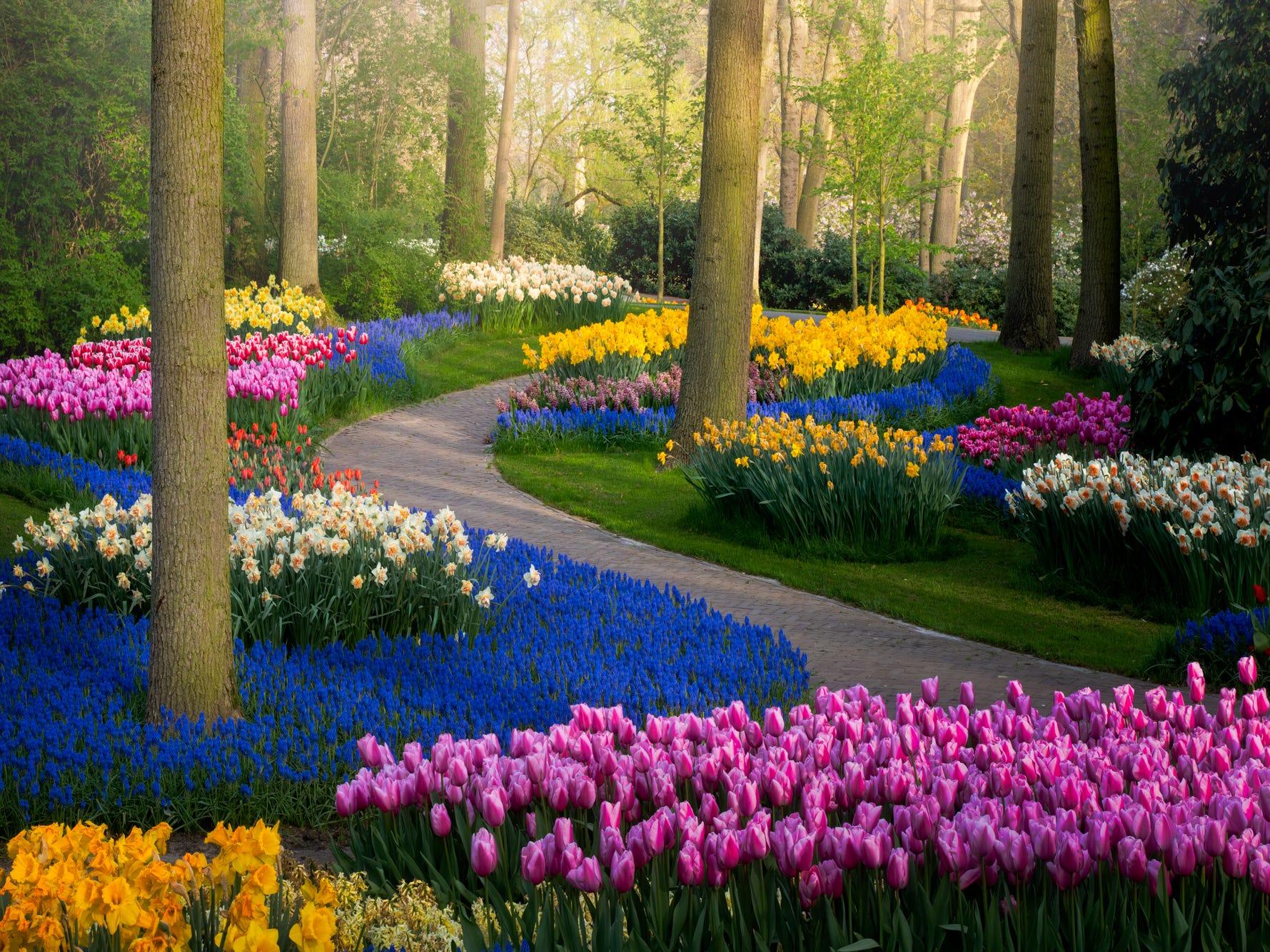 Photos Of Keukenhof Flower Fields In The Netherlands Without People