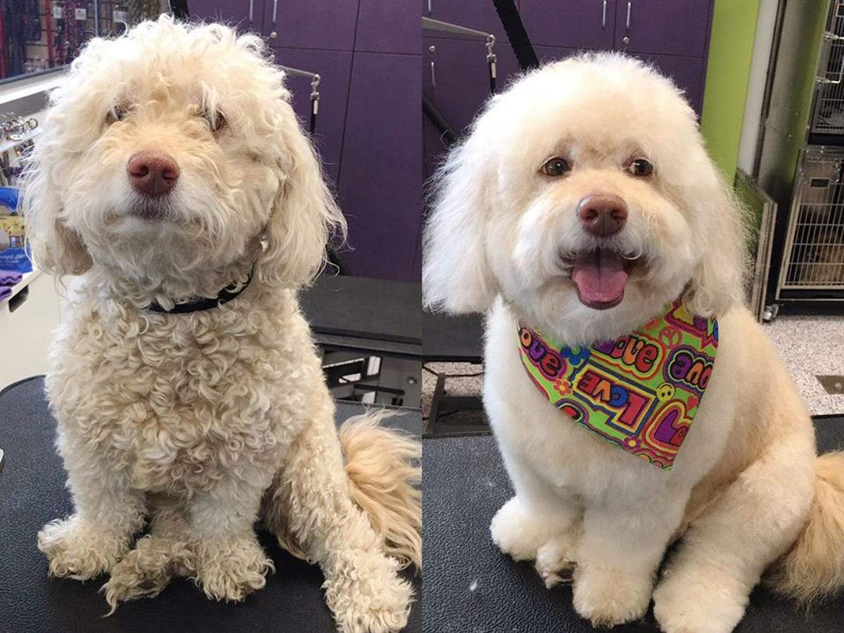 cleaning a dog grooming salon