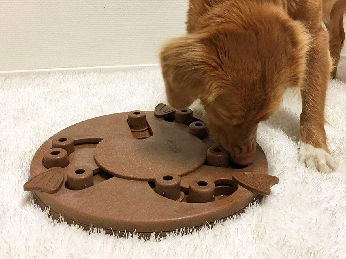 problem solving toys for puppies