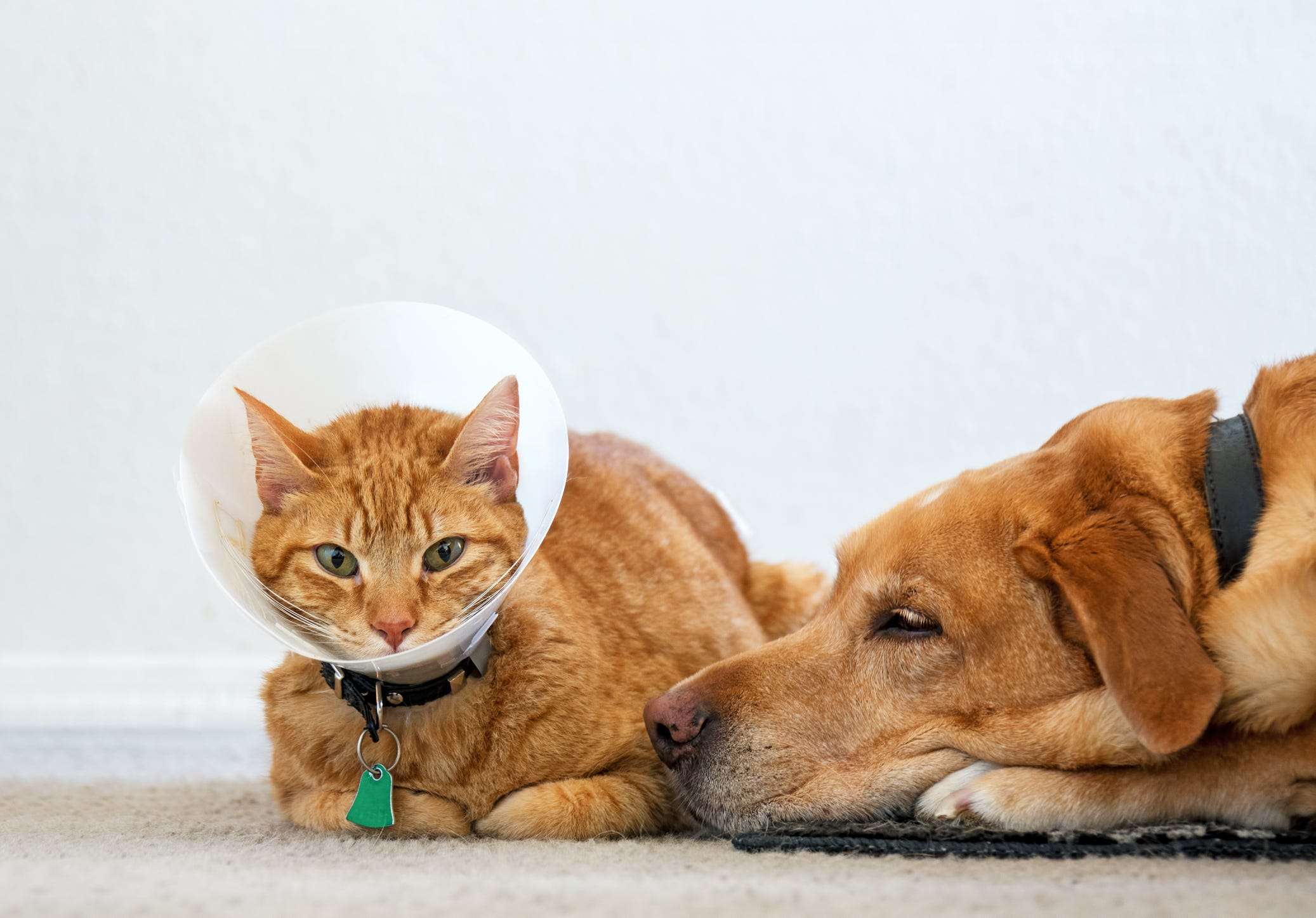 The Best Pet Insurance Companies Business Insider