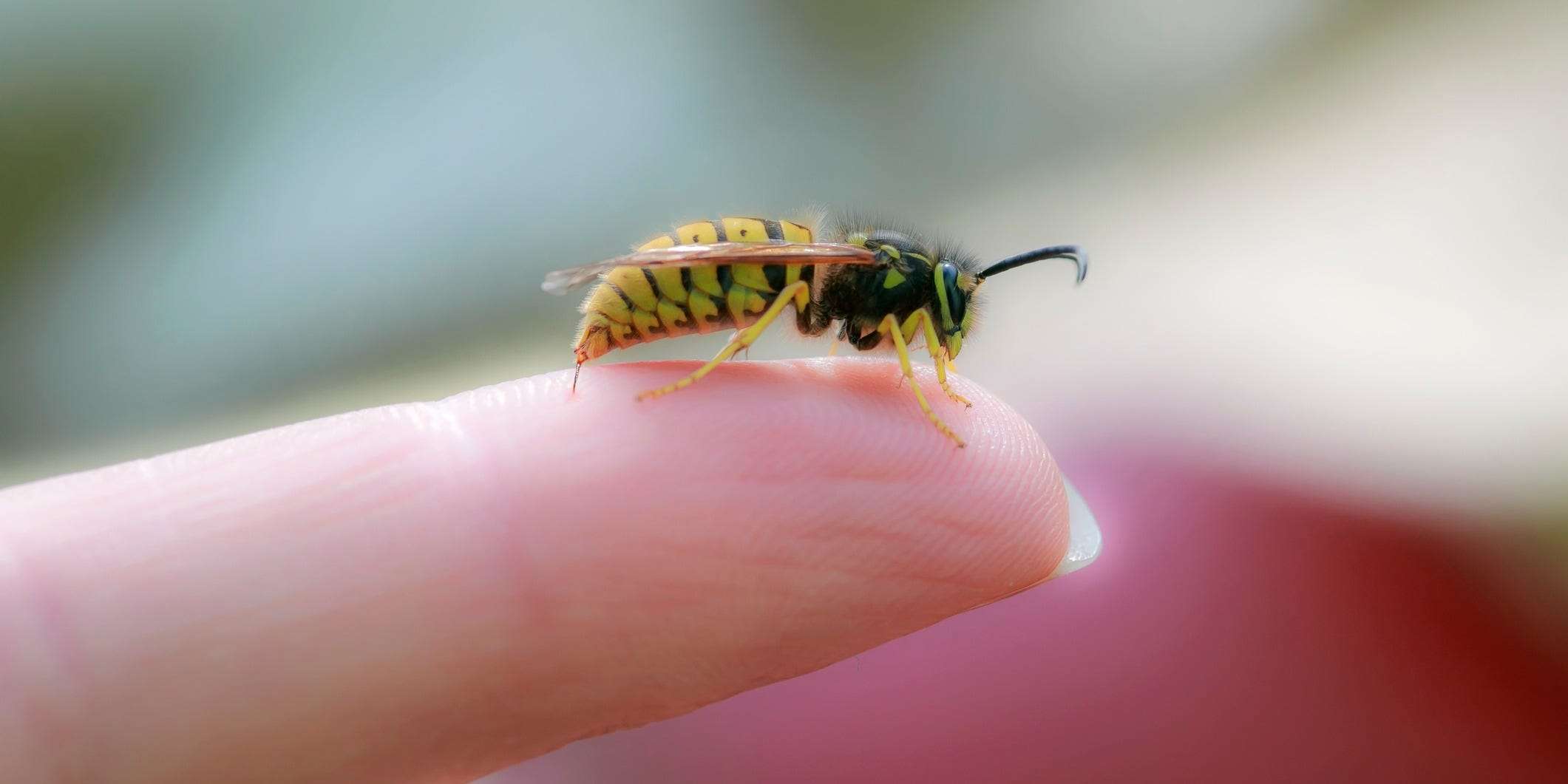 The most effective treatments and home remedies for a wasp sting