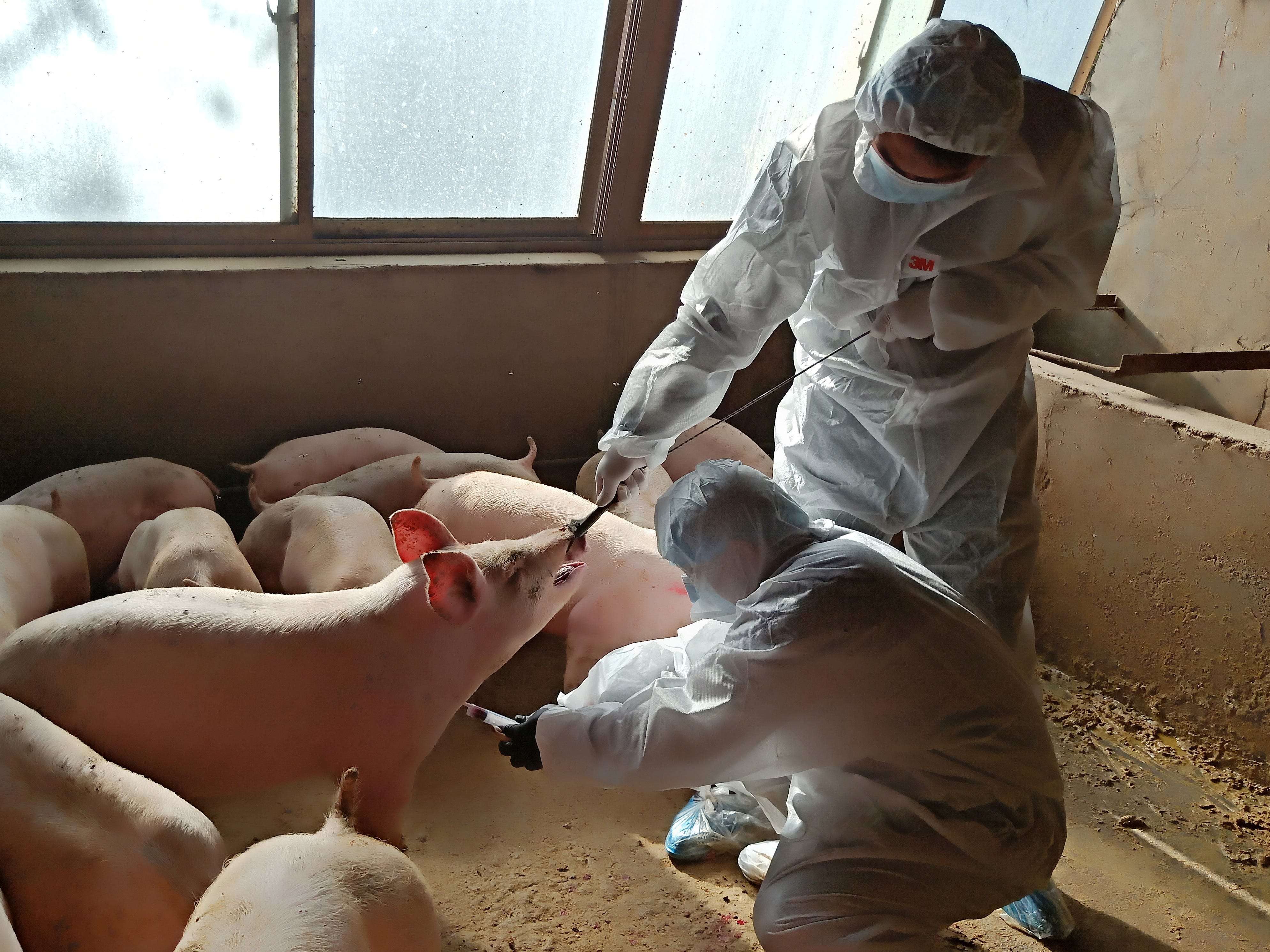 A new swine flu strain with 'pandemic potential' was just found ...