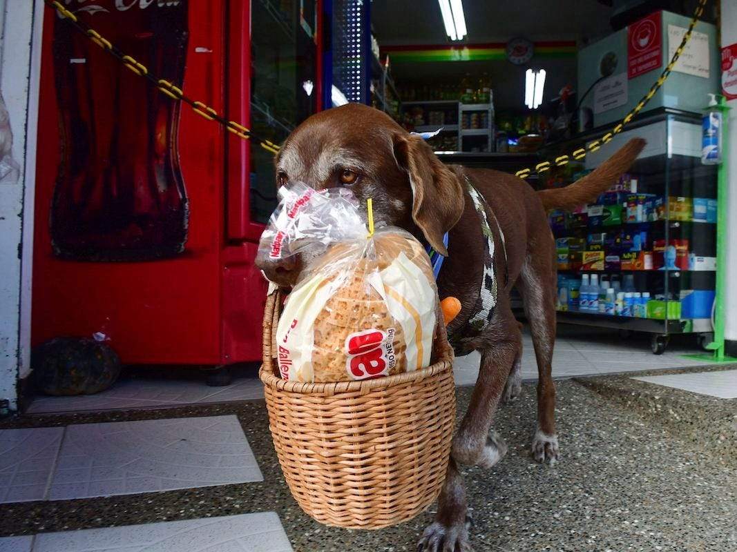 Meet eight- year-old Eros (a Labrador) : the Delivery Dog!