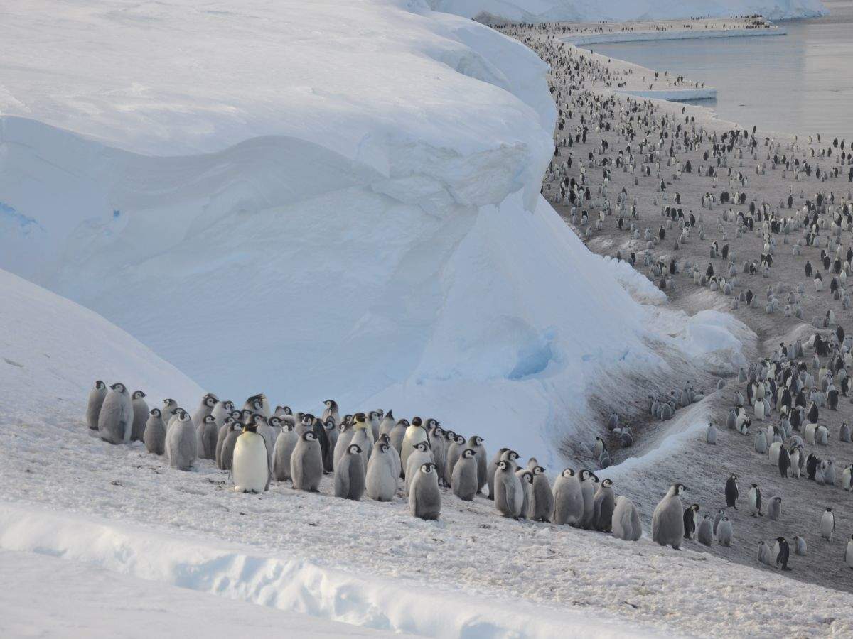 Satellite images spot 11 new penguin colonies in Antarctica but global warming could soon wipe them out - Business Insider India