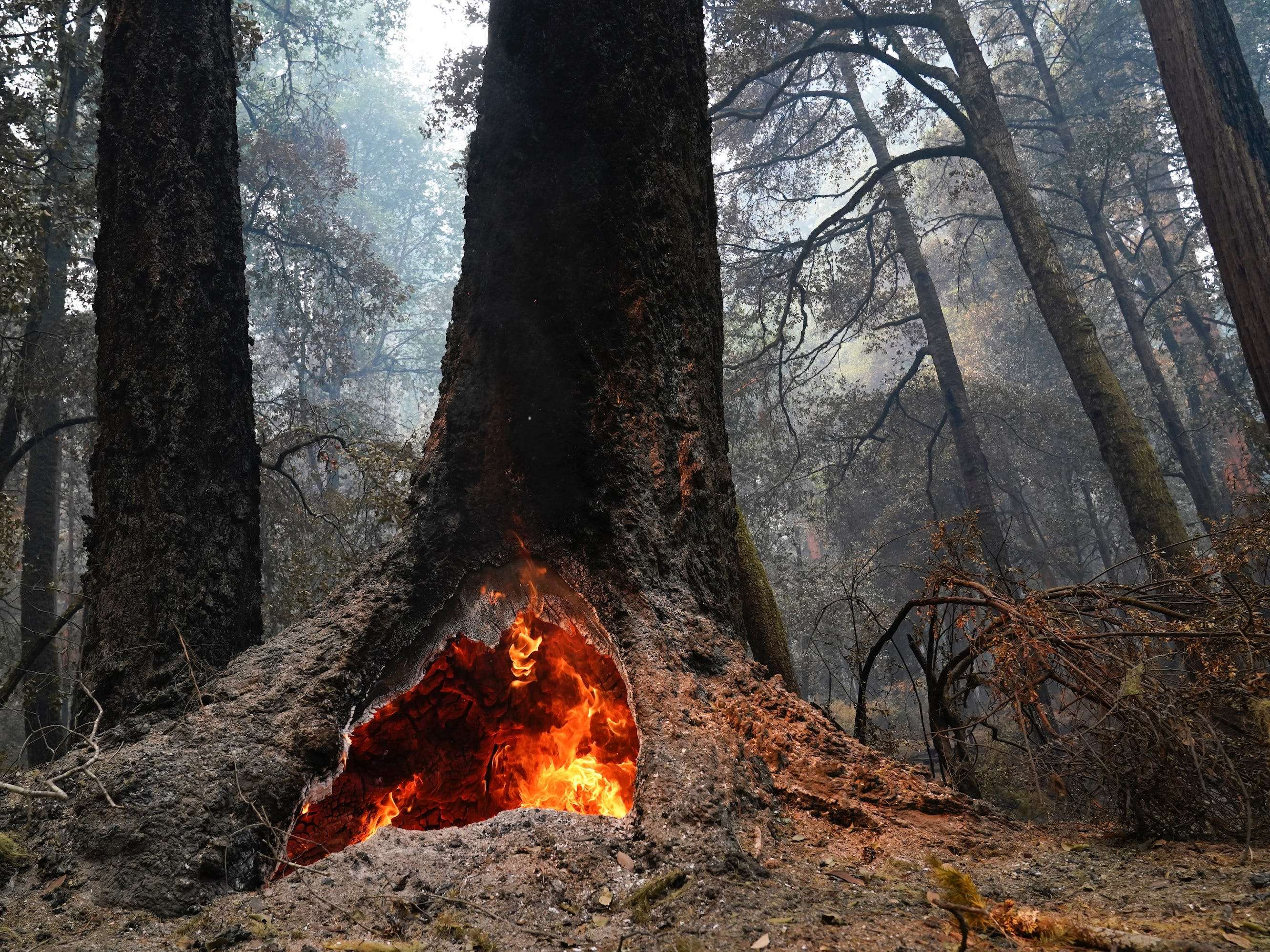 'The forest is resetting': California wildfires burned hundreds of