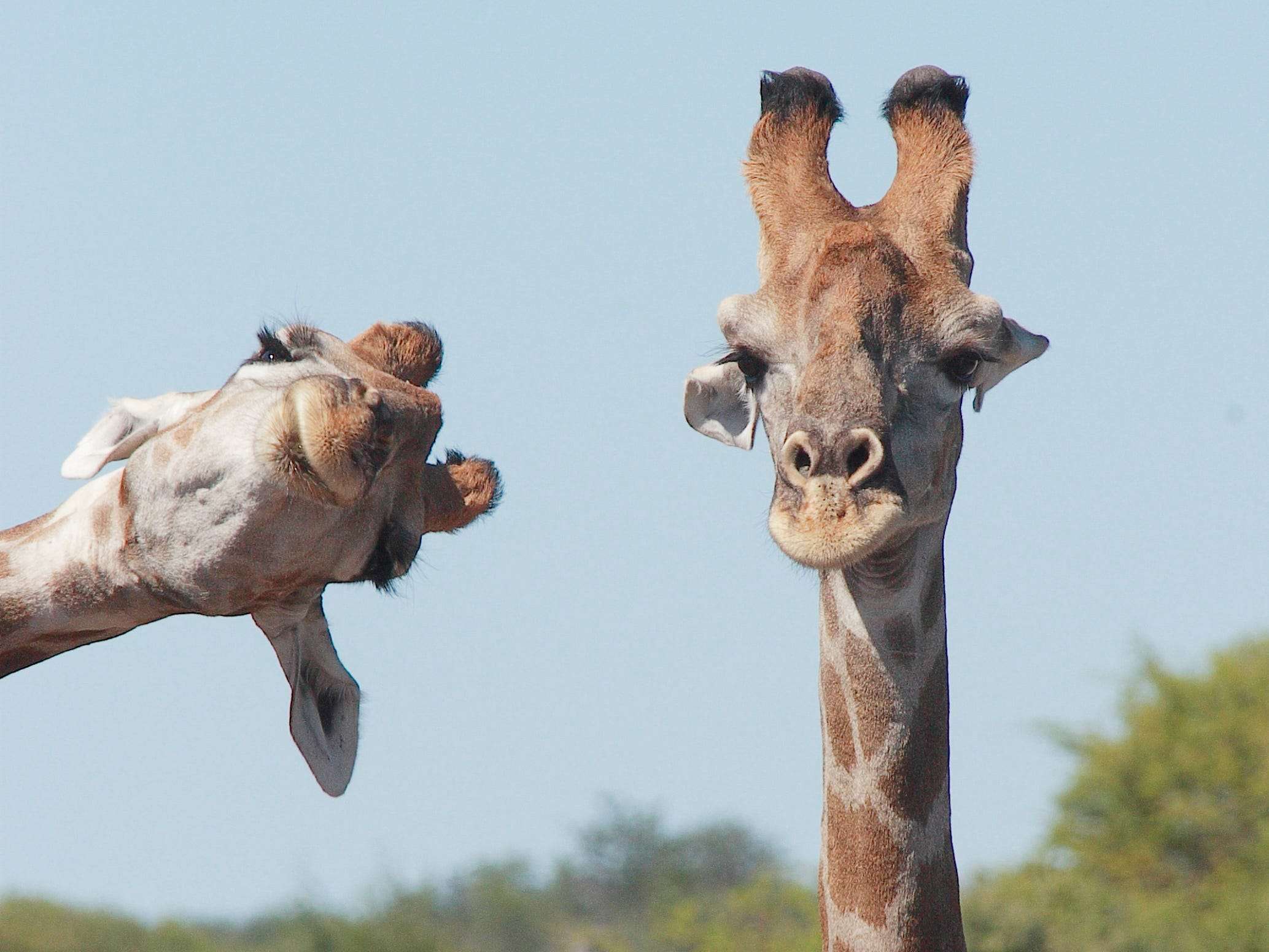 44 hilarious finalists in this year's Comedy Wildlife Photography