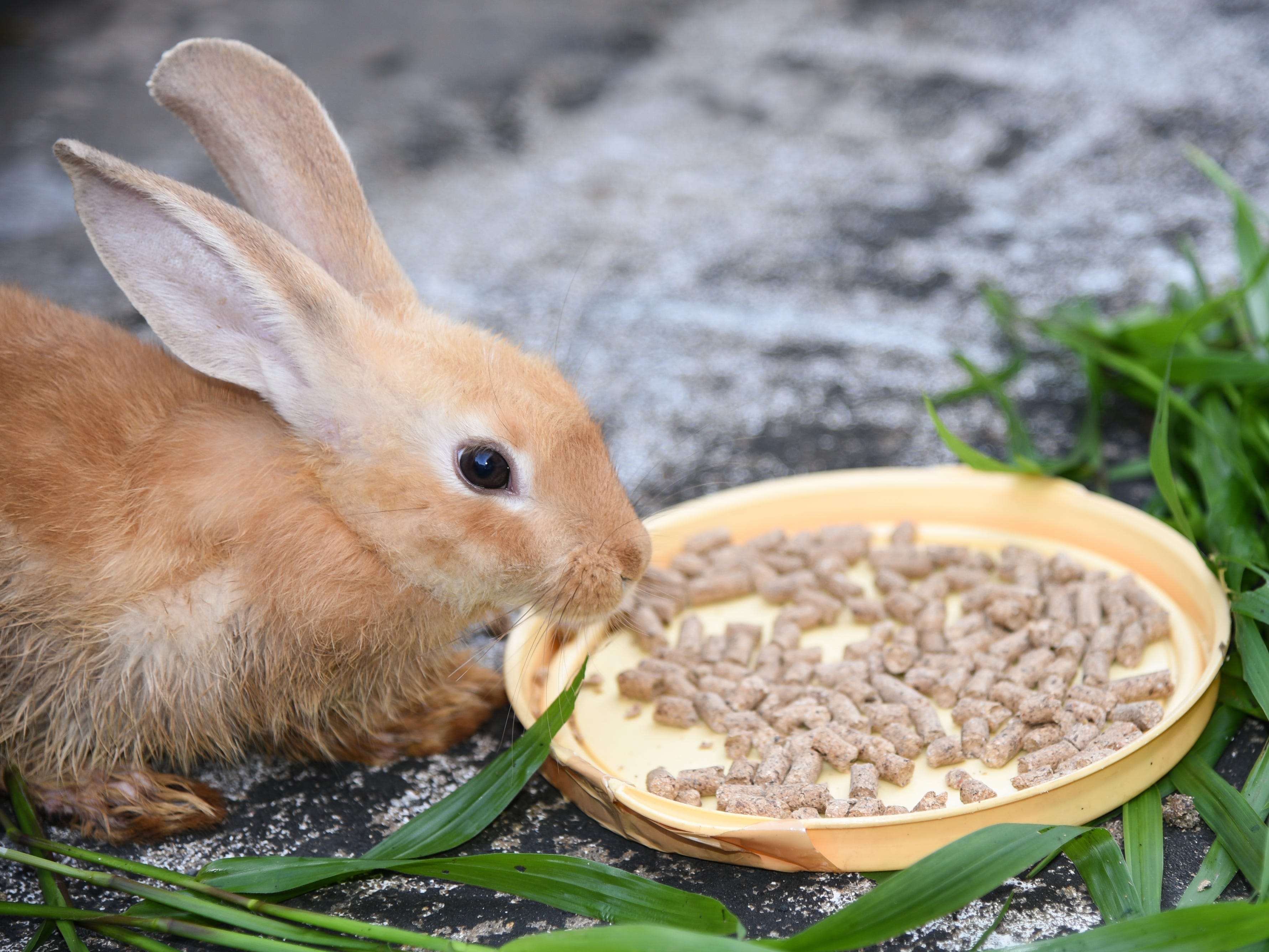 I a pet rabbit. Кролик. Еда для кроликов. Кролик за едой. Кролик кушает.