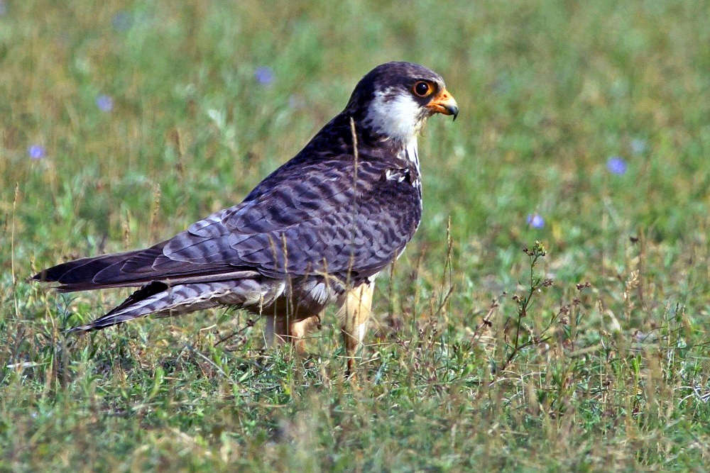 Two tagged Amur falcons, world’s longest travelling bird, return to
