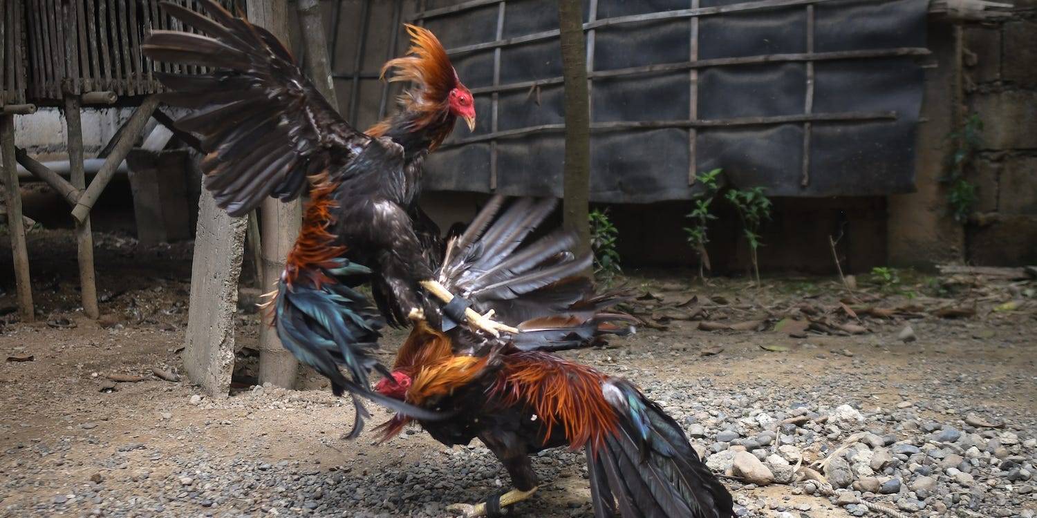 Rooster fighting blades for sale