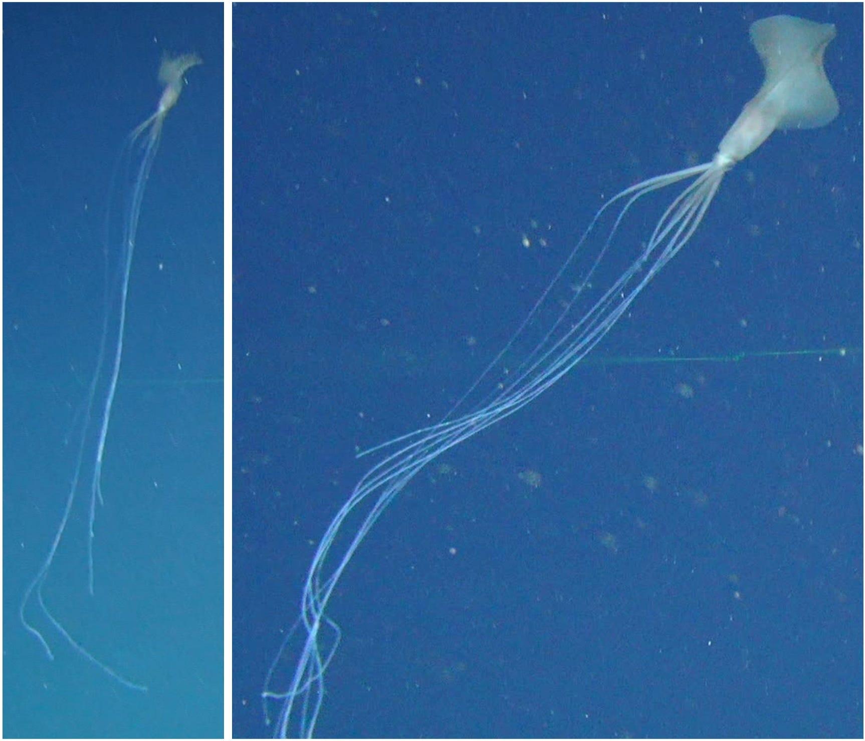 Scientists captured video of a rare squid with tentacles as long as a