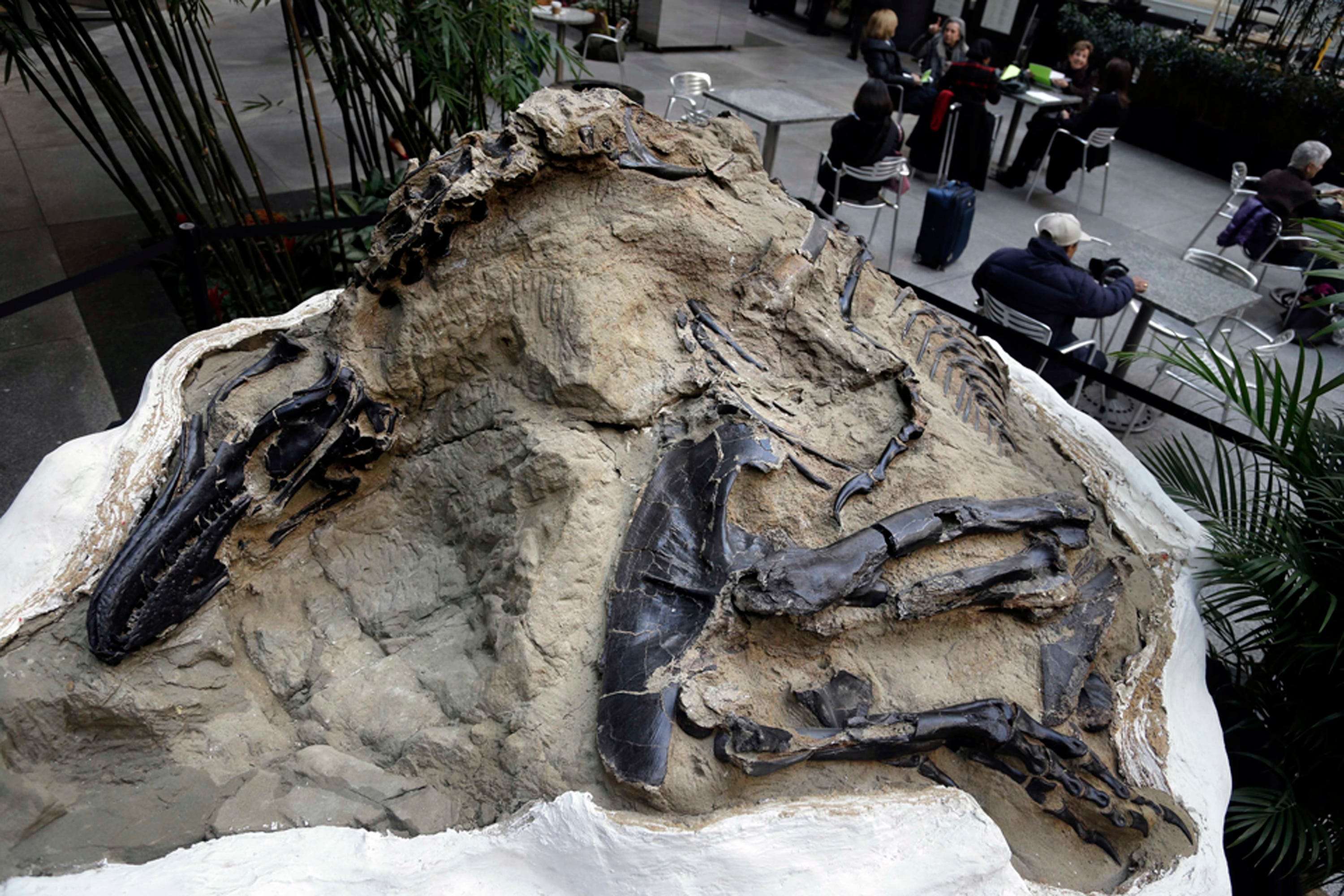 The 'Dueling Dinosaurs' fossil shows a T. rex and ...