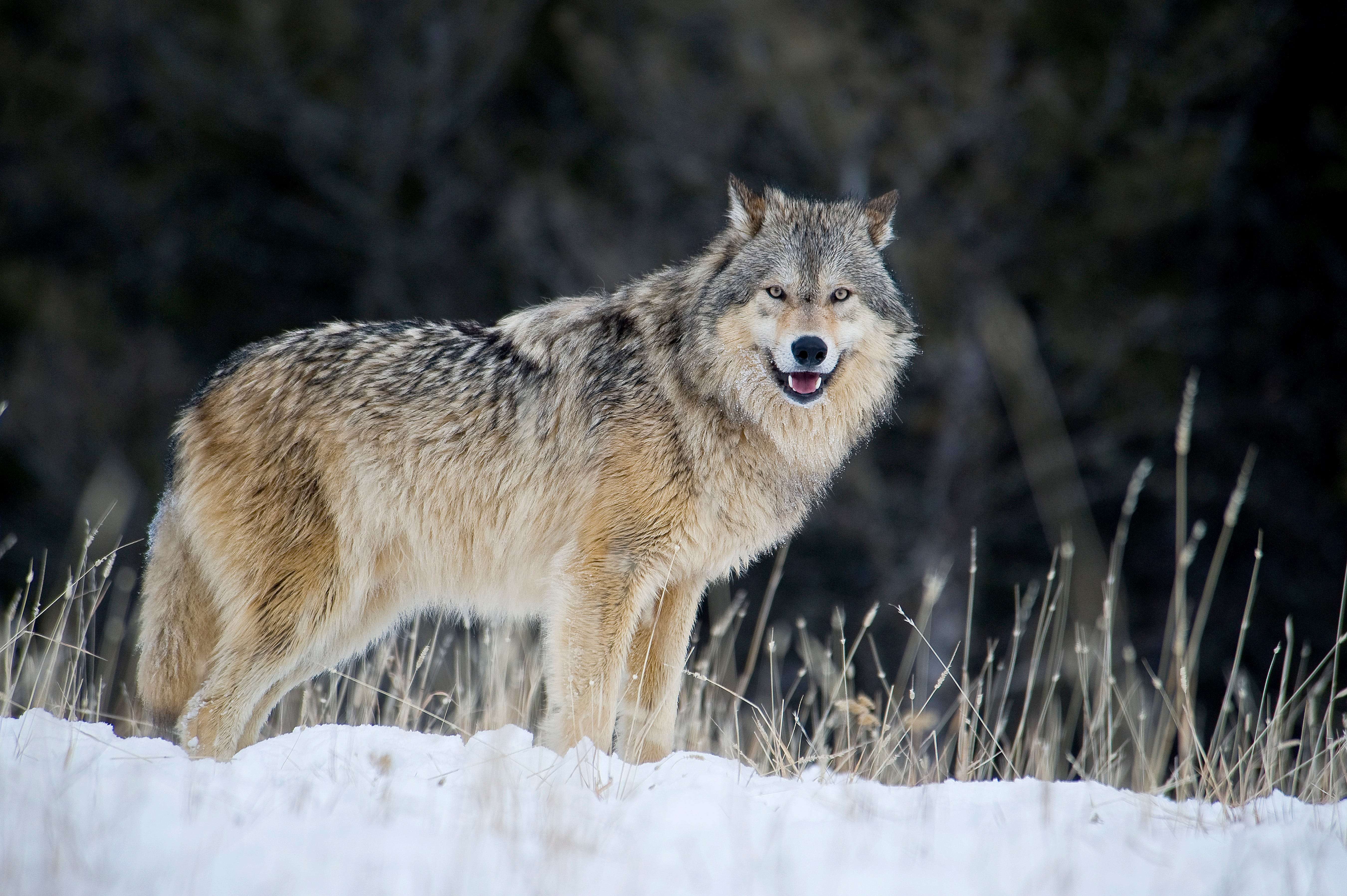 Волк точка ру. Волк Бенковский островной Тундровый. Волк canis Lupus. Среднесибирский волк. Среднеазиатский волк.