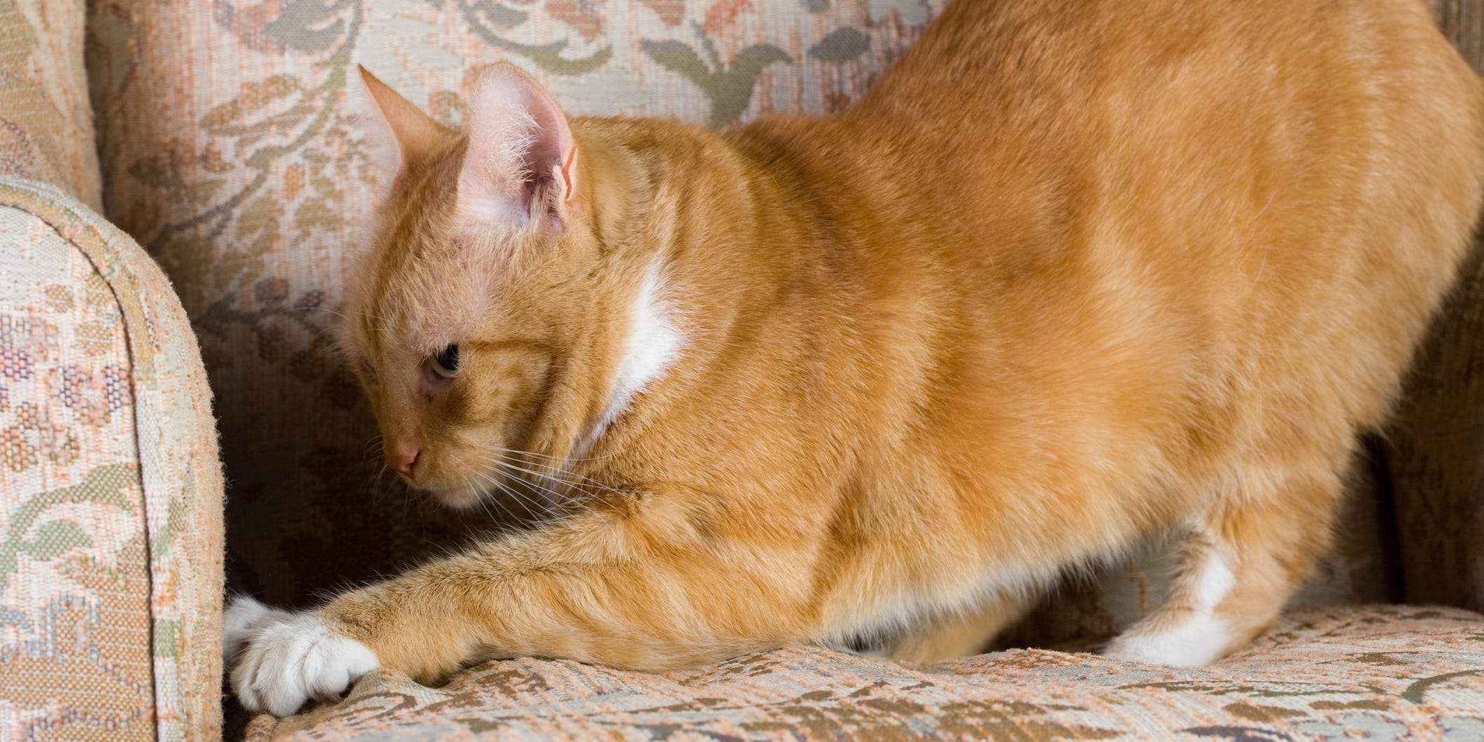 4 methods to keep your cat from scratching your furniture