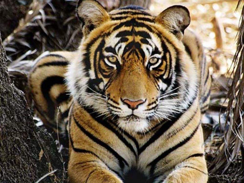Poaching doubled during the lockdown in India due to the 'three F's', and  these are the animals most under threat | BusinessInsider India