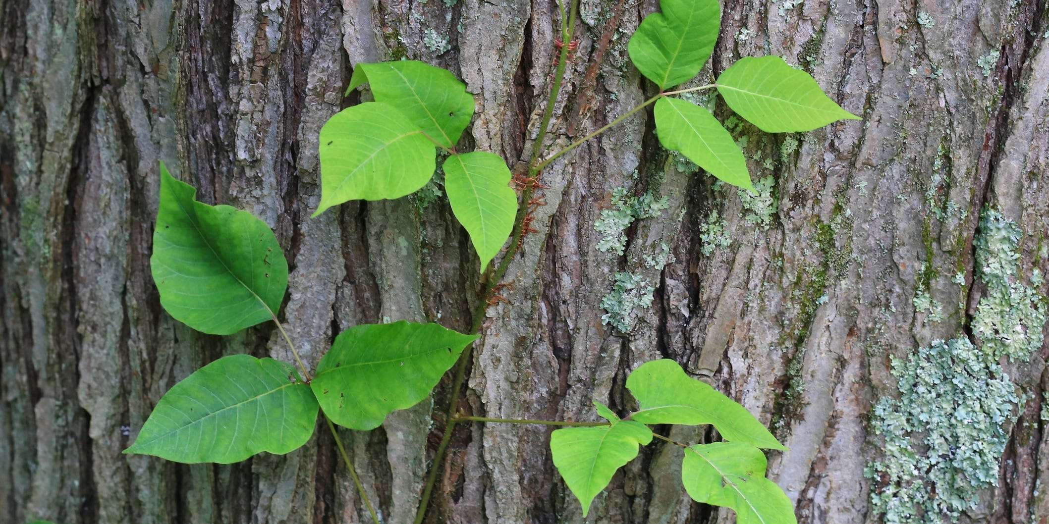 What Does Poison Ivy Look Like How To Identify The Plant And Treat The