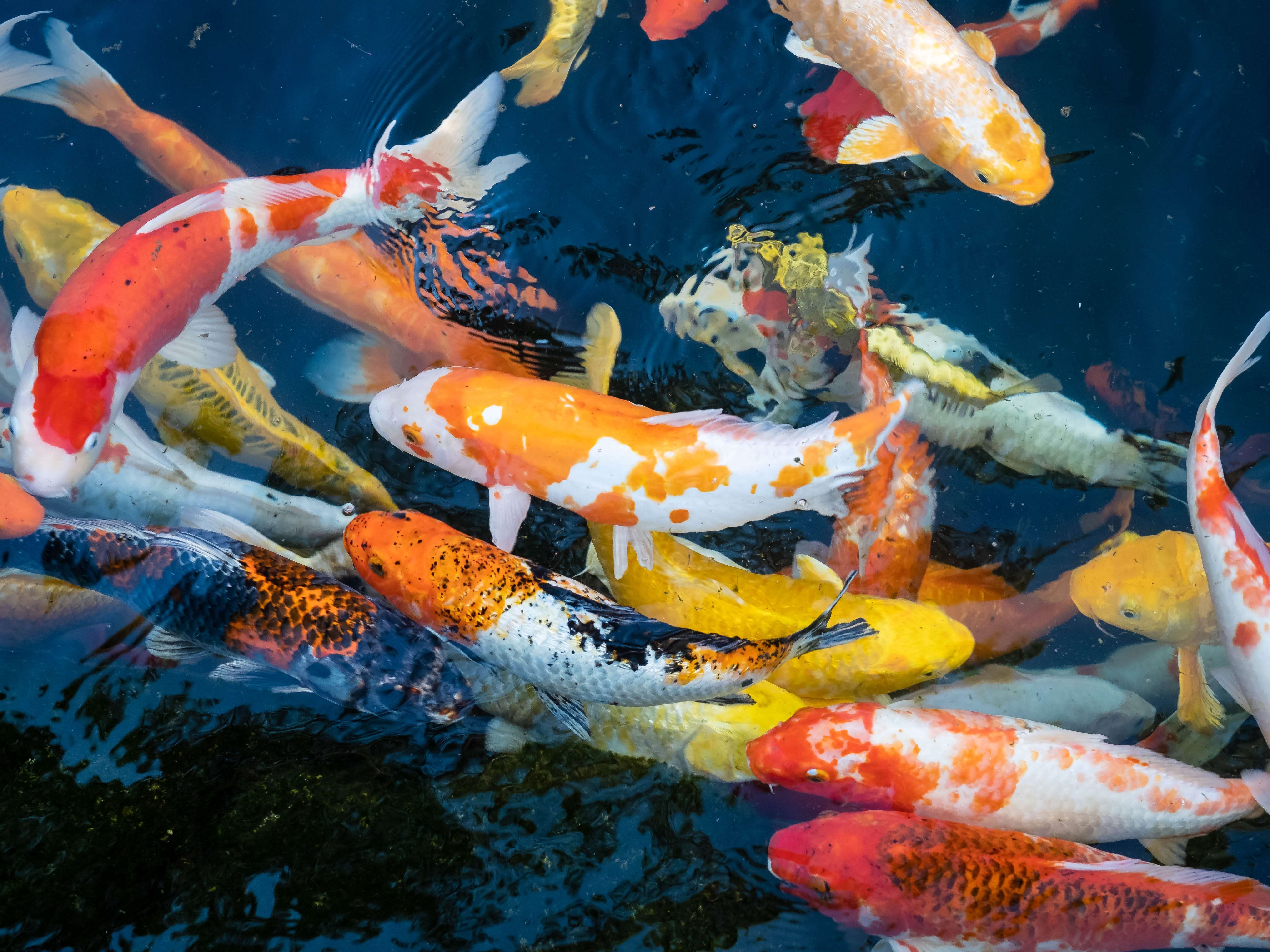 A koi fish seller says business is booming, thanks to his careful