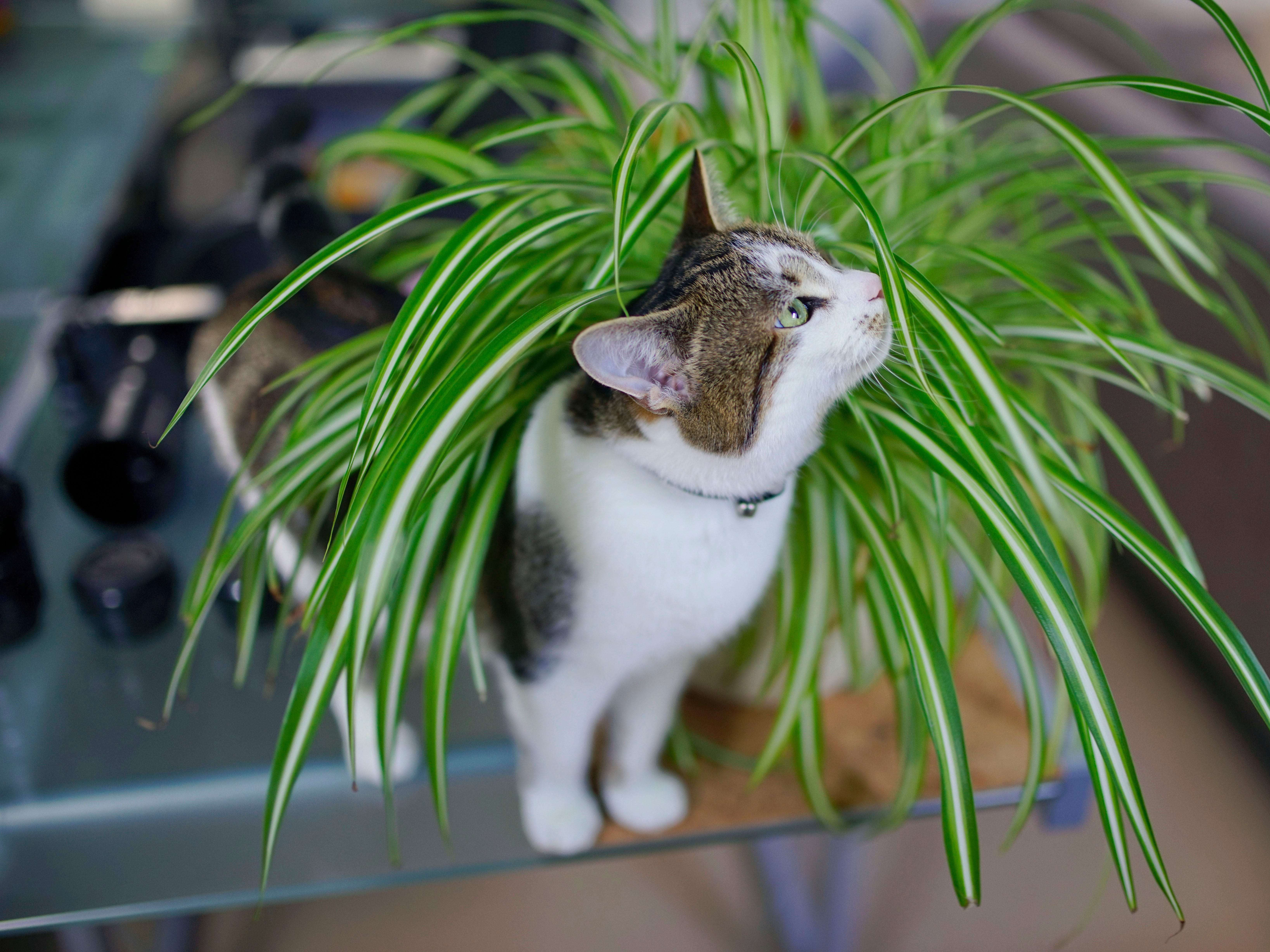 Как избавиться от кошек на участке. Кот и комнатные растения. Хлорофитум. Кошачий цветок комнатный. Комнатные растения безопасные для кошек.