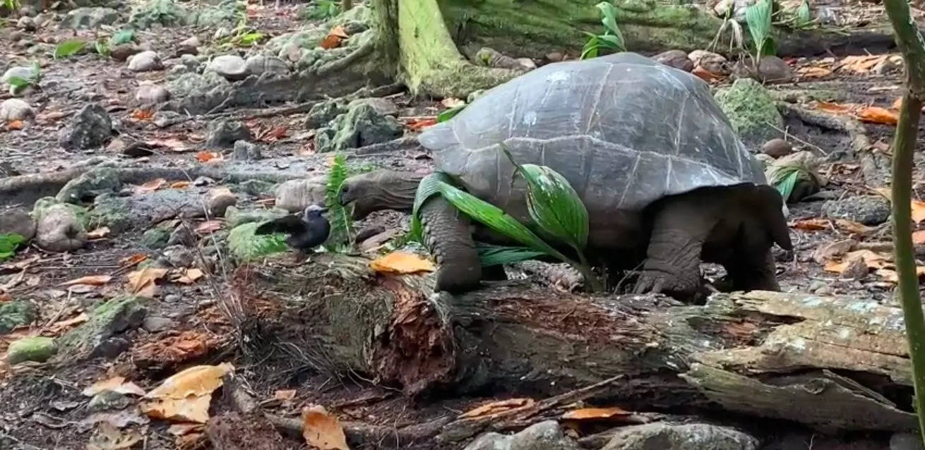 Terraria giant tortoise фото 22