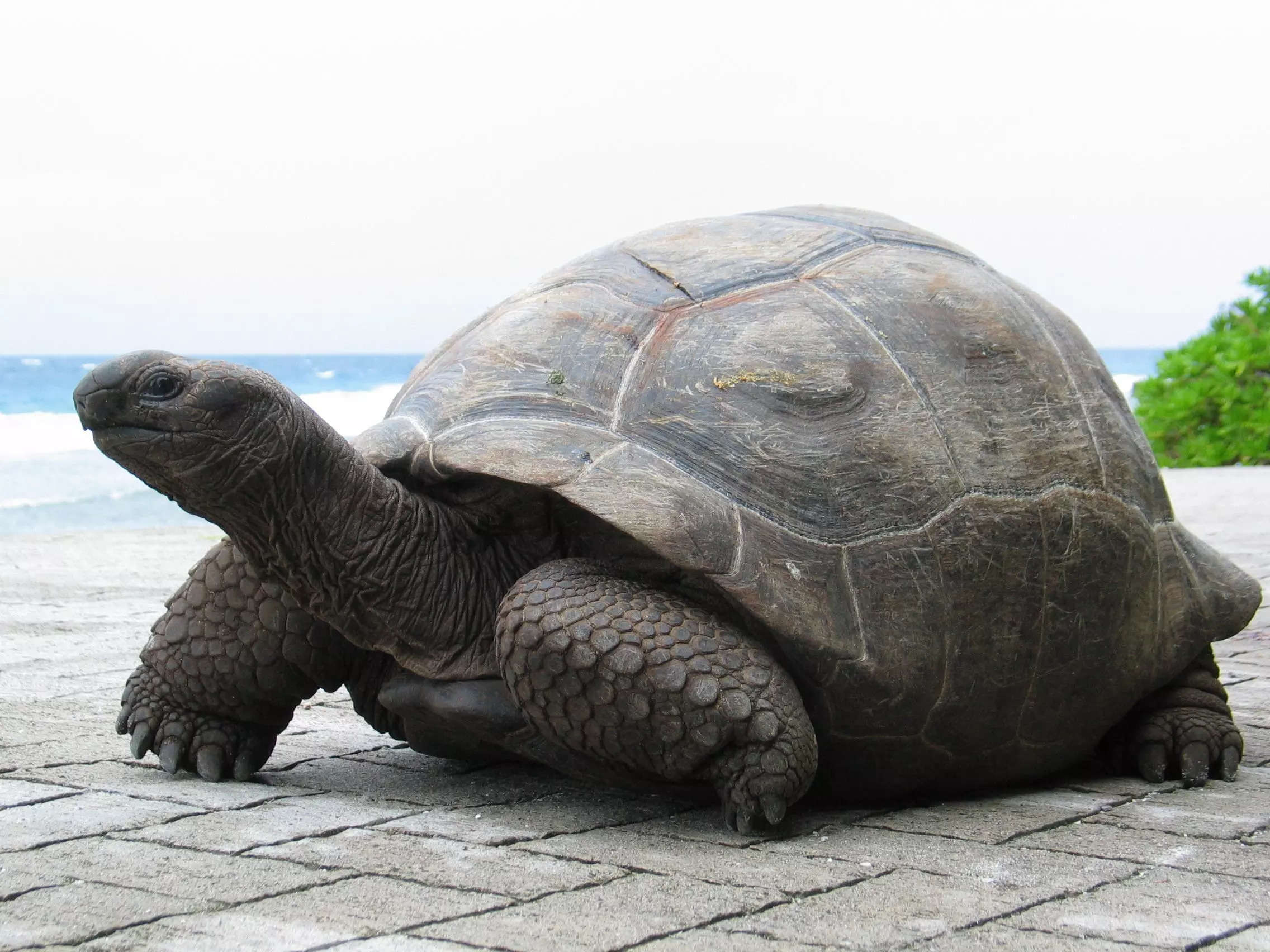 Купить большую картинку. Гигантская черепаха Альдабра. Дермохелис черепаха. Галапагосская черепаха. Галапагосская гигантская черепаха.