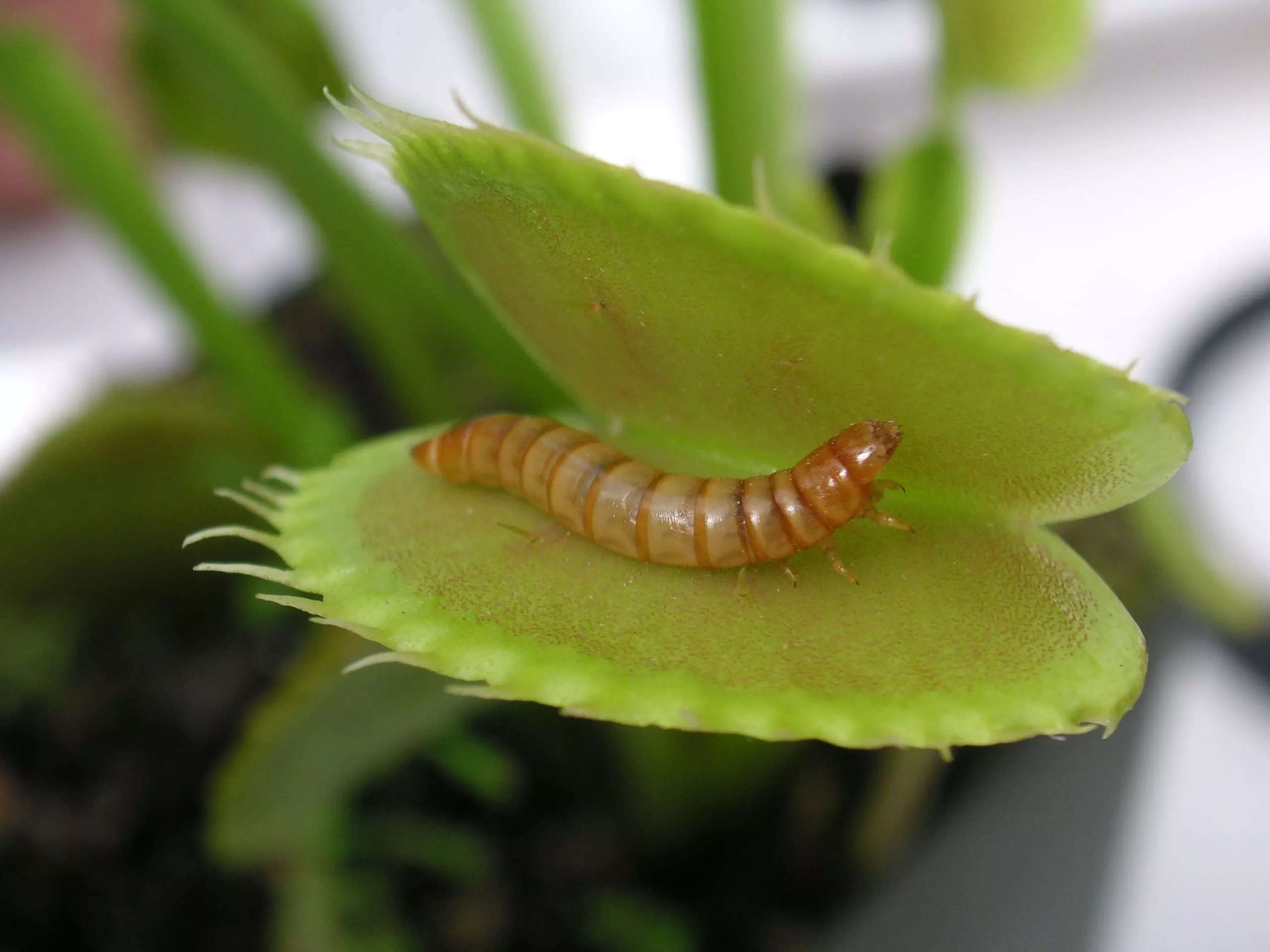 How To Grow & Care For A Venus Fly Trap