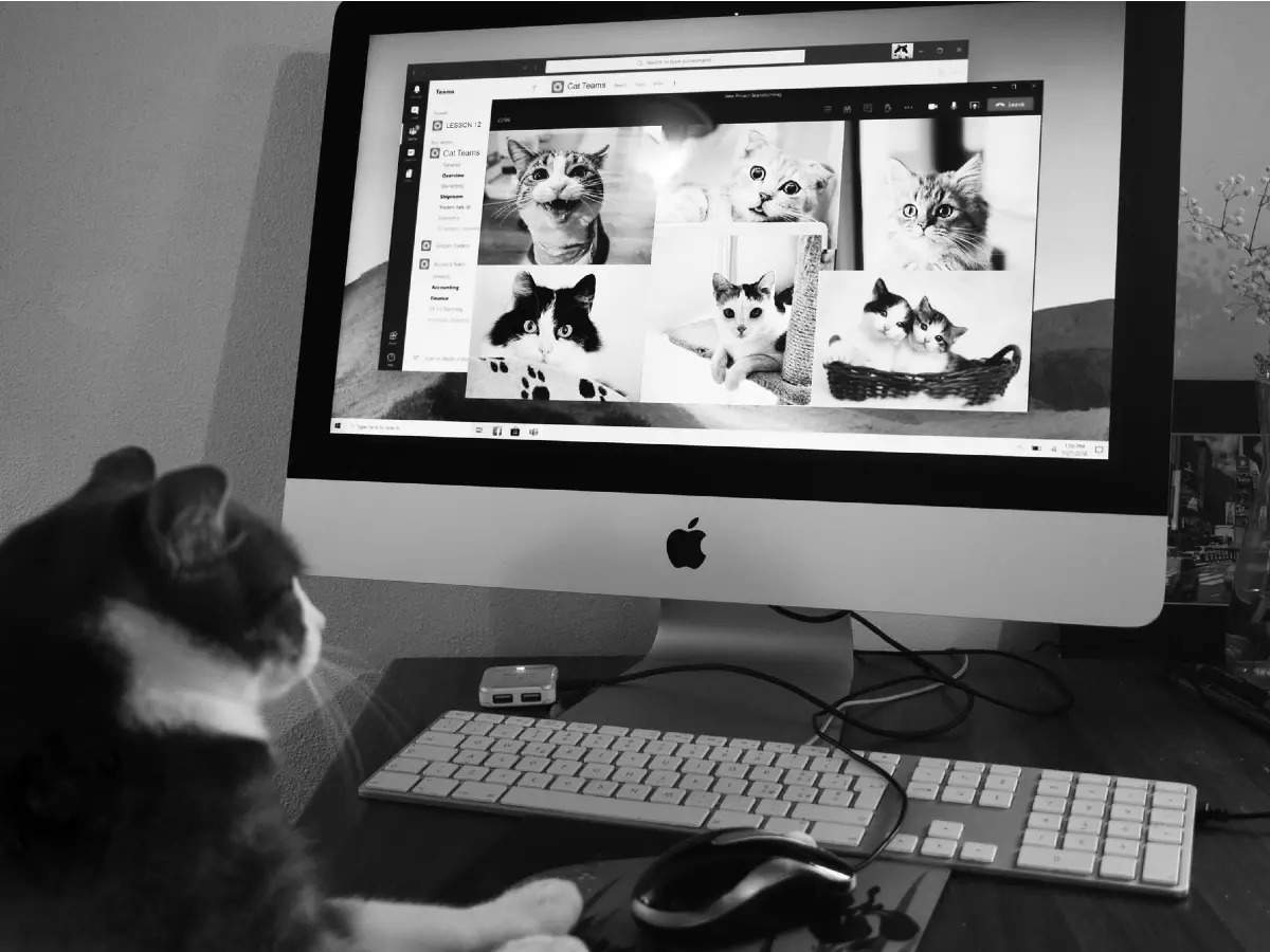 Cat lover? Here’s a chance to do your favourite thing for research — watch cat videos