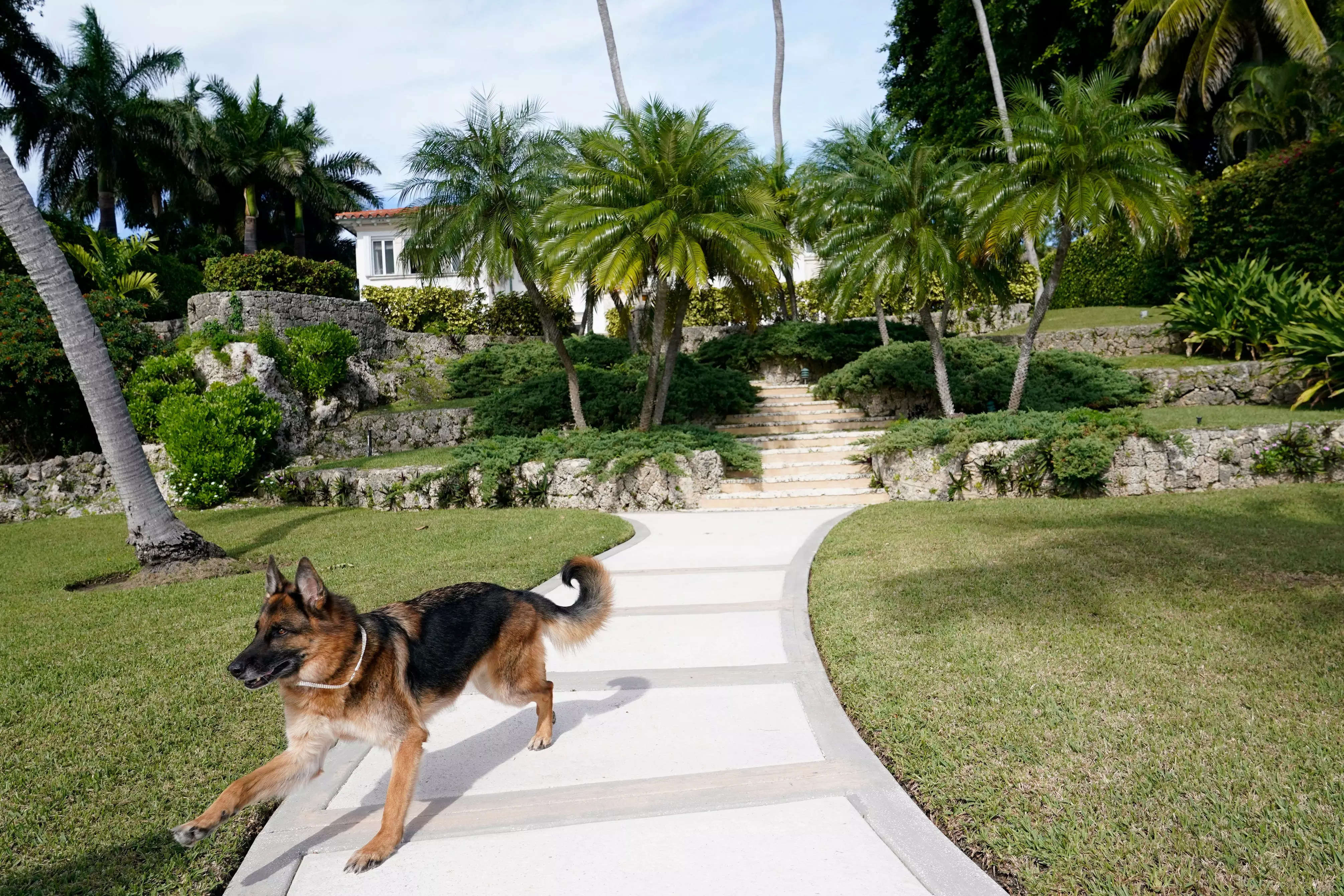 A millionaire German shepherd is selling a 9-bedroom Miami mansion previously owned by Madonna, with an asking price of more than $30 million | Business Insider India