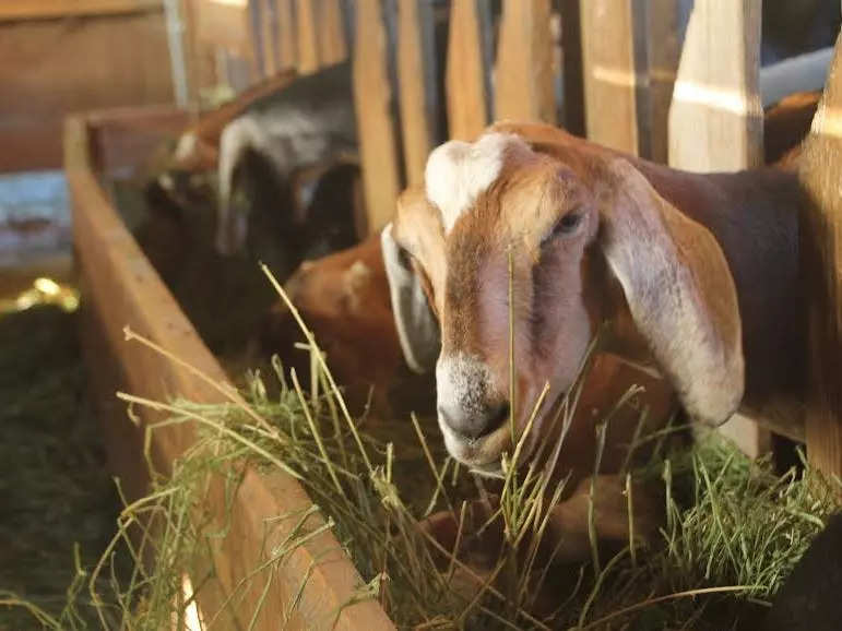 I helped milk 70 goats twice a day in exchange for food and a place to stay — and it was one of the best experiences of my life