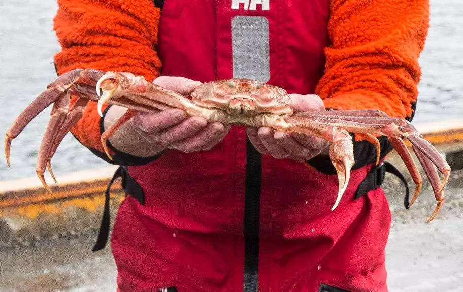 Alaska cancels snow crab fishing for a year after the population