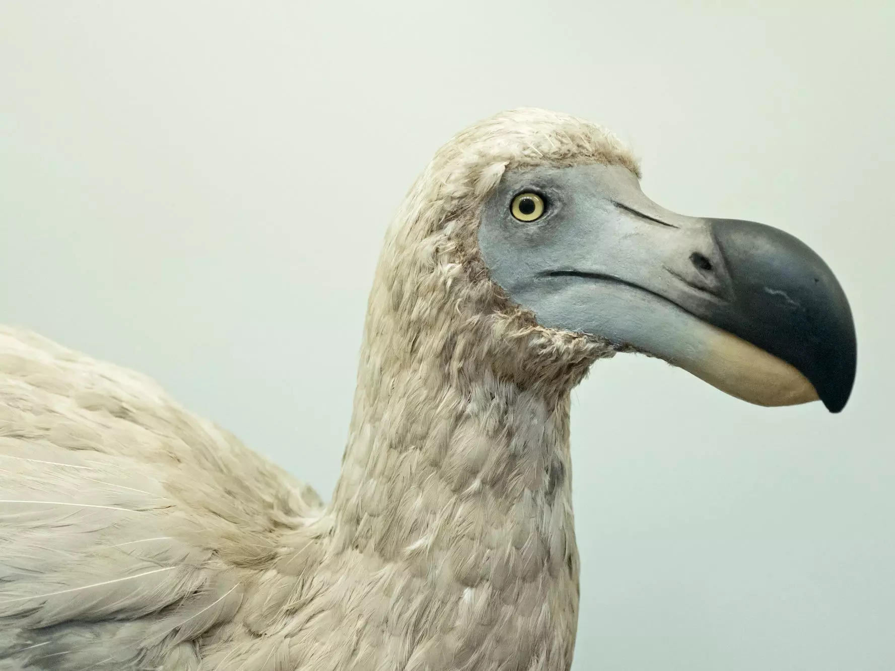 Dodo (oiseau) — Wikipédia