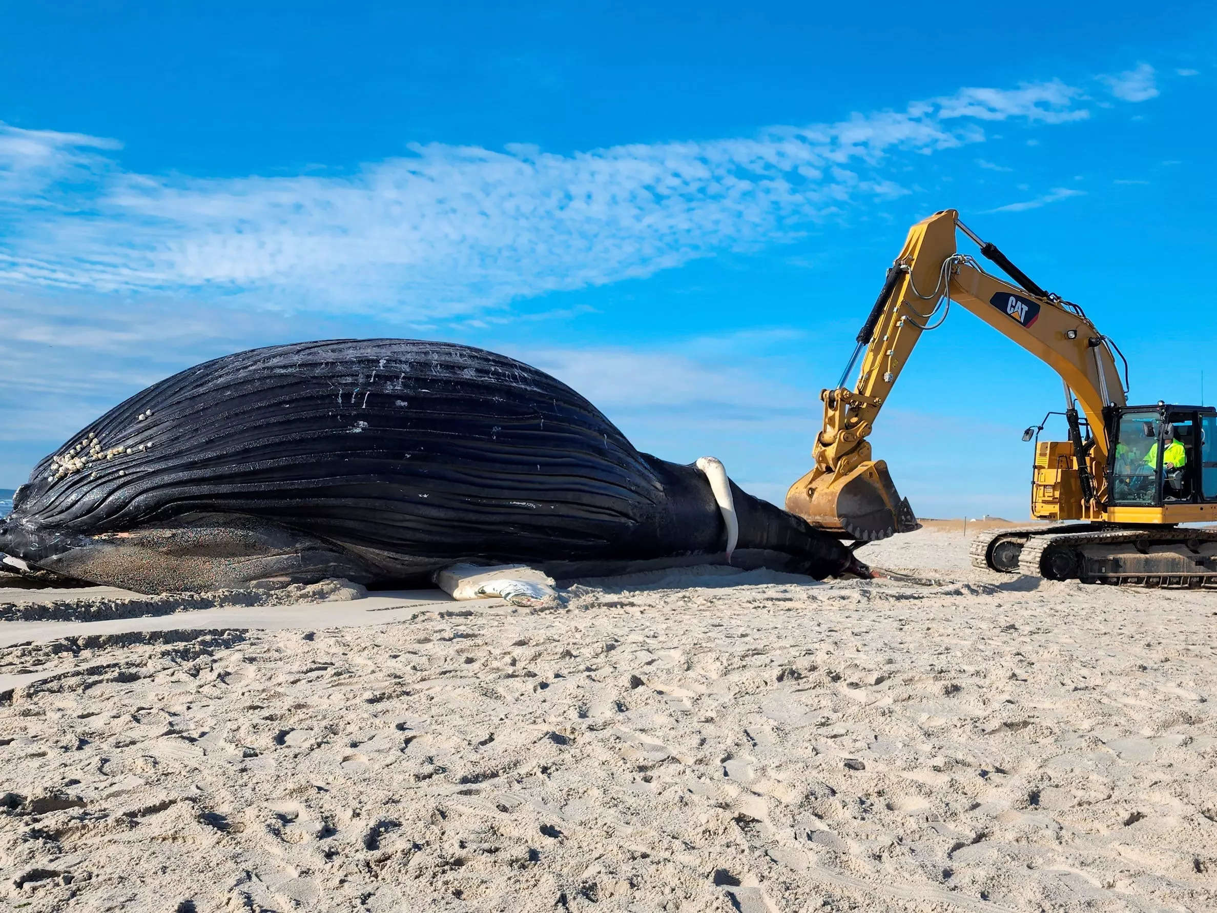 Why do whales beach themselves? We're partially to blame.