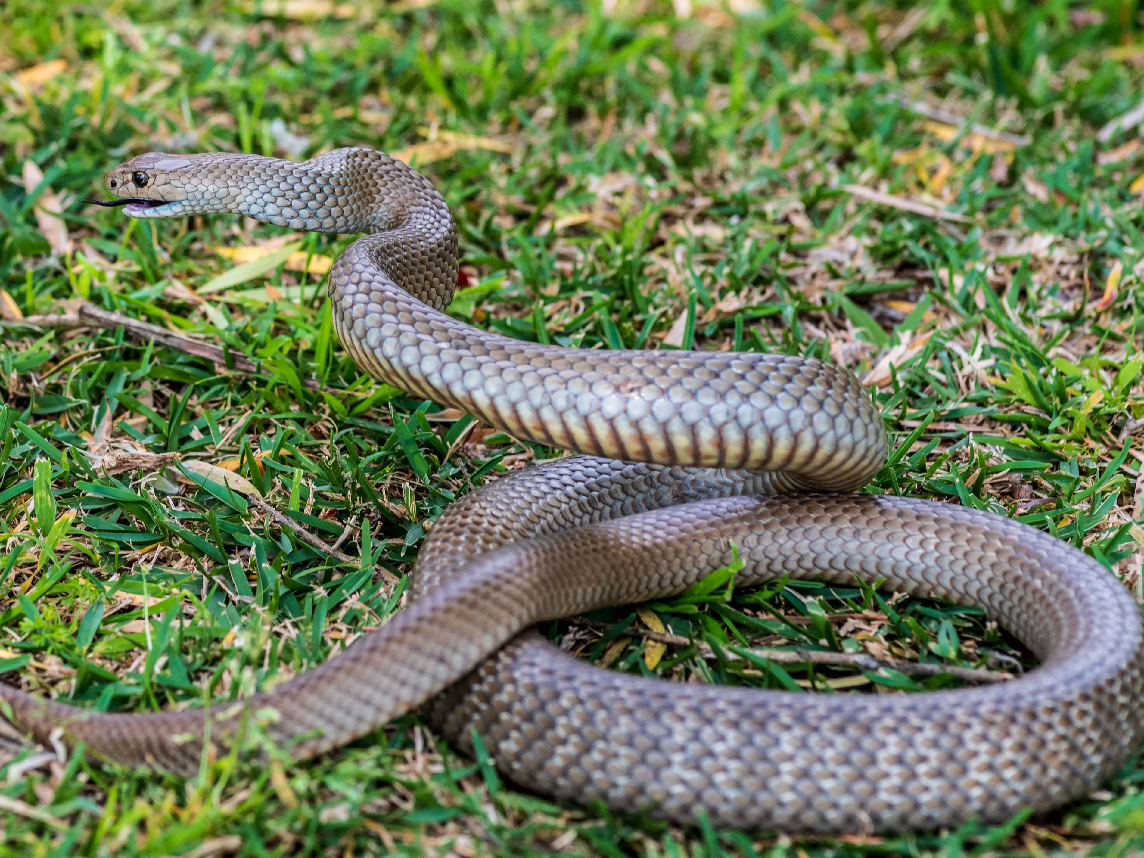 Australian Woman Finds Highly Venomous 6-Foot-Long Snake