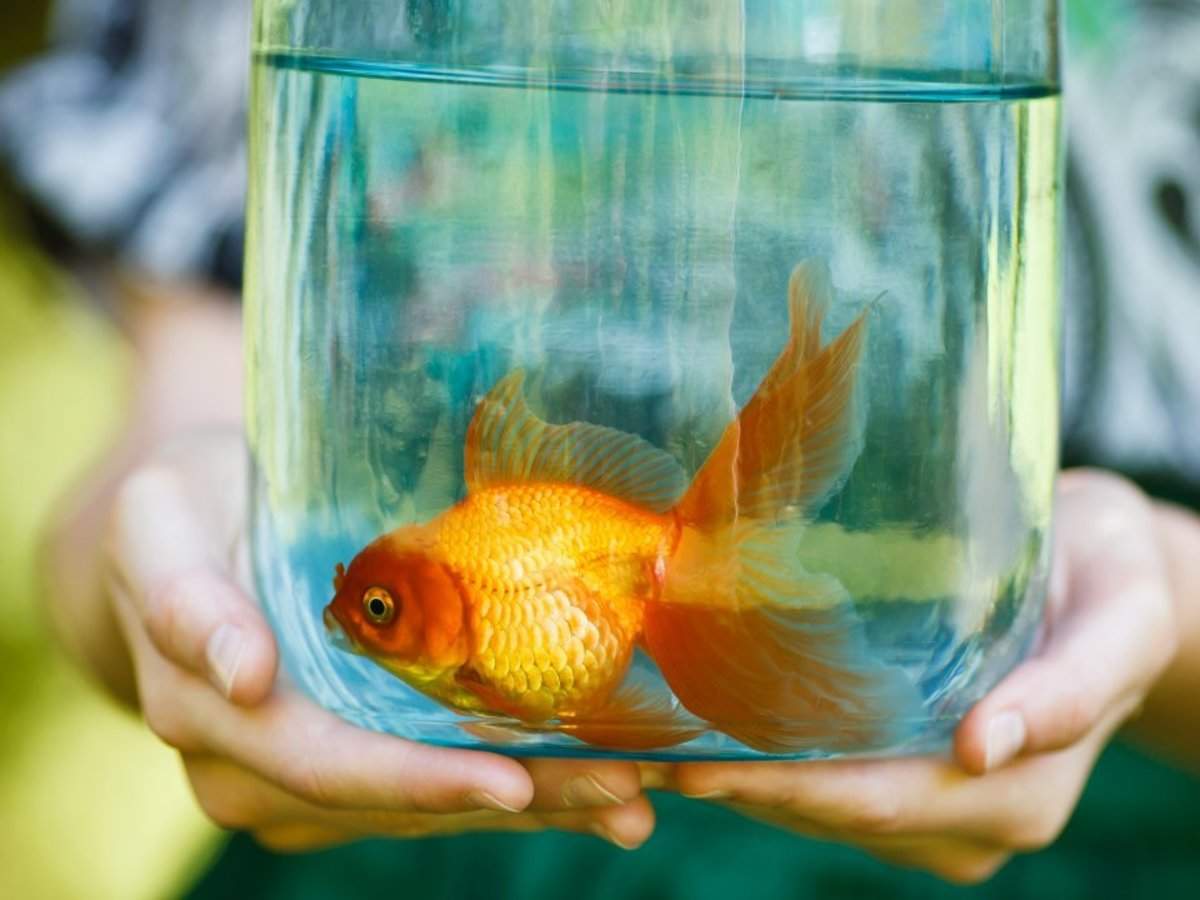 How keep your goldfish alive for 15 | Business Insider India