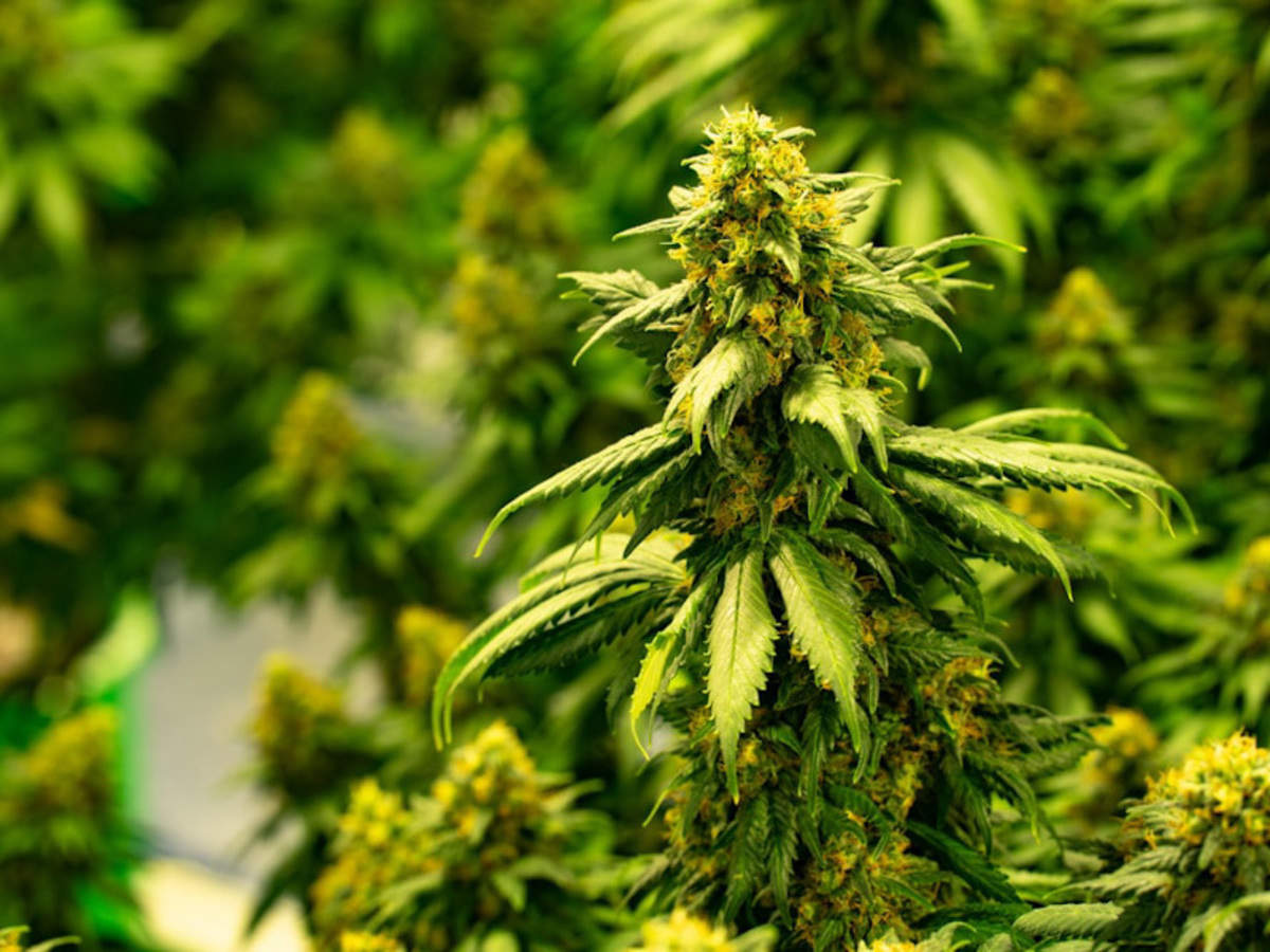 India Govt has sanctioned research into the marijuana or ganja