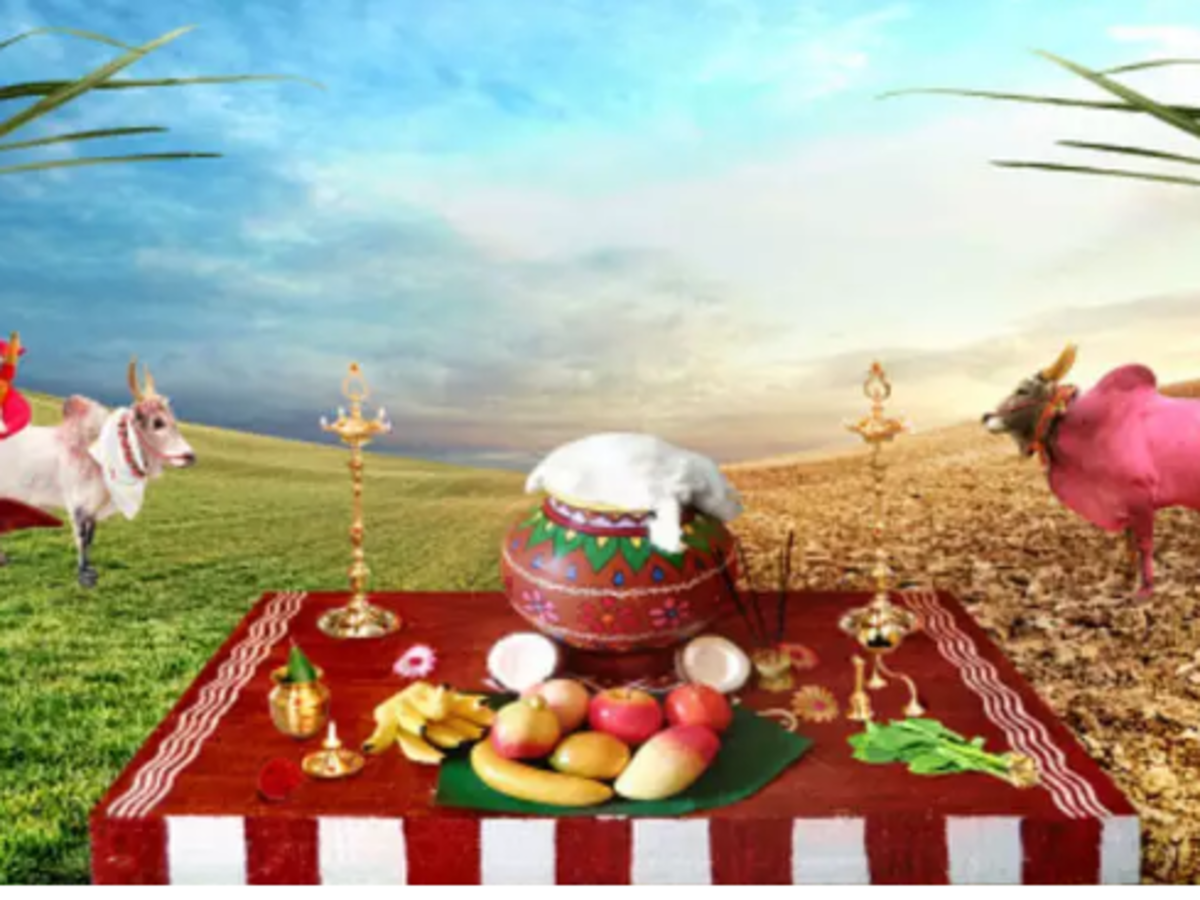 Featured image of post Pongal Png Images Hd Tamil - Including transparent png clip art, cartoon, icon, logo, silhouette, watercolors, outlines, etc.